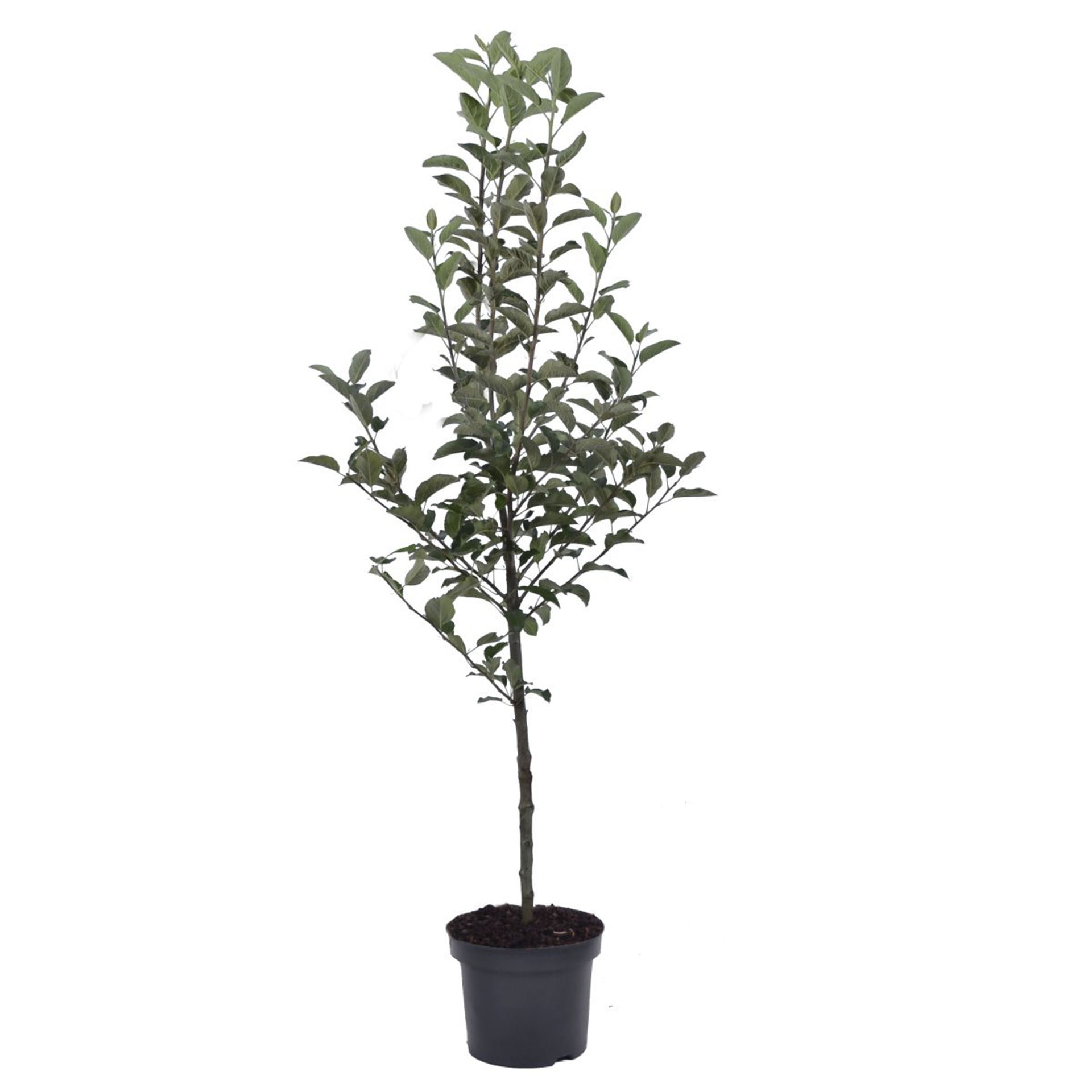 Pflanztopf mit Apfel Royal Gala