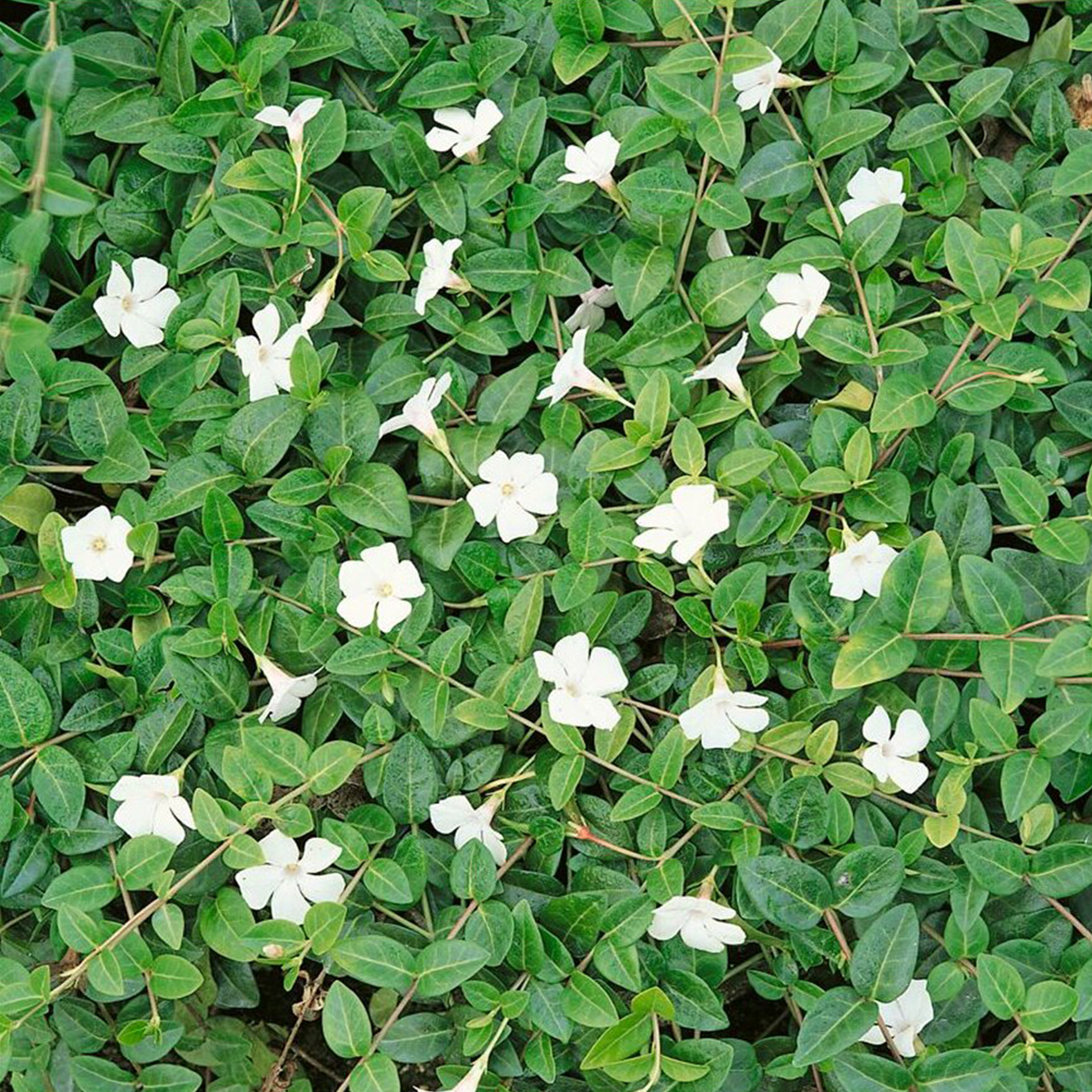 Immergrün Bodendecker für Schatten rankend immergrün Grabbepflanzung