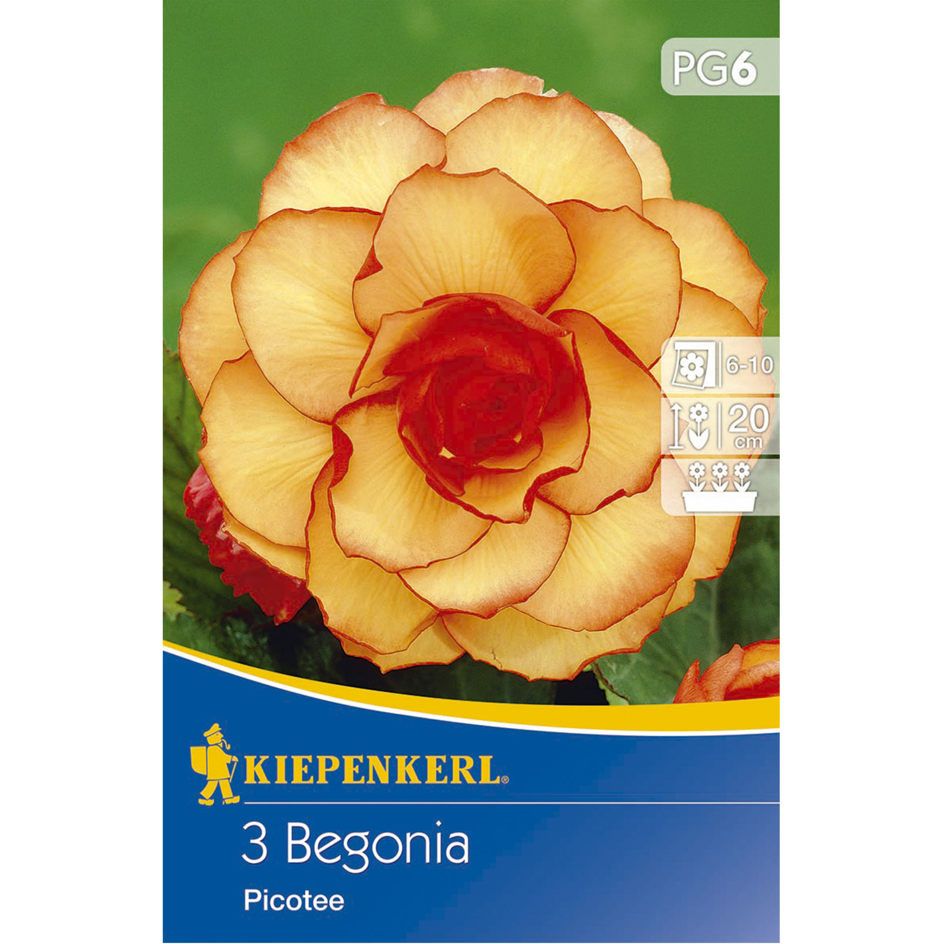 Abbildung der Knollenbegonie Picotee auf Verpackung