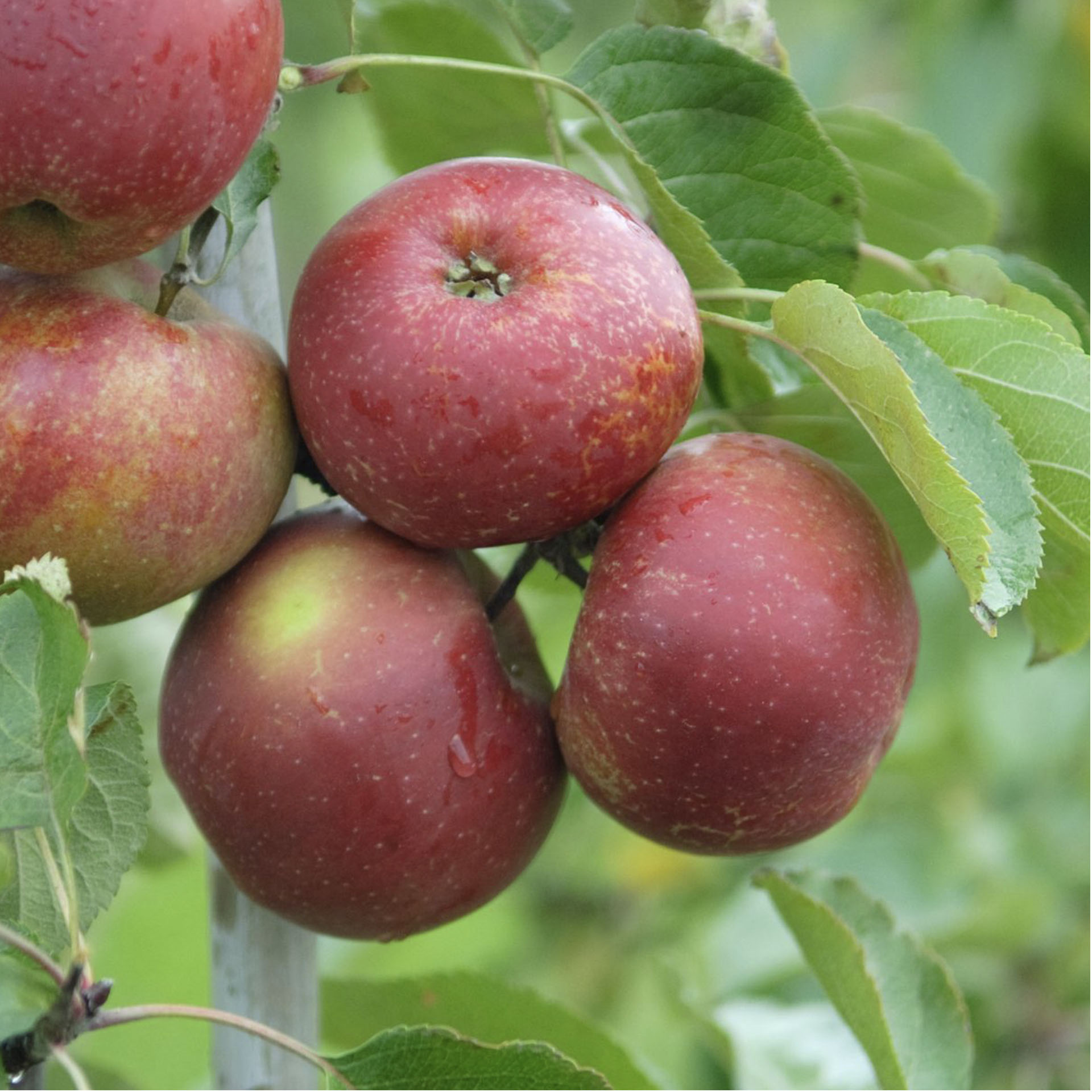 Äpfel Roter Boskoop am Ast hängend