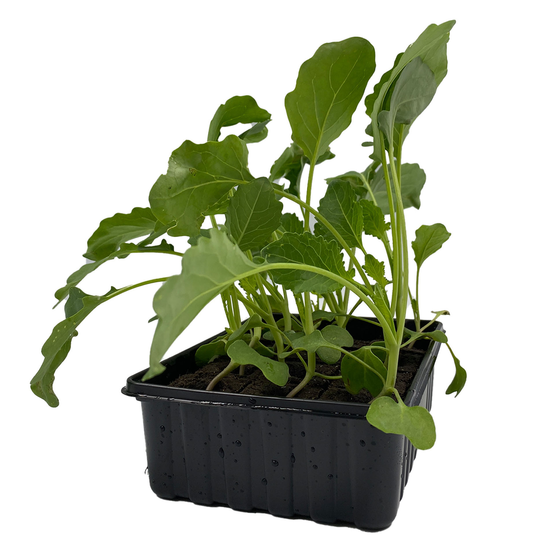 Kohlrabi Superschmelz - Gemüsepflanzen Schale 12er