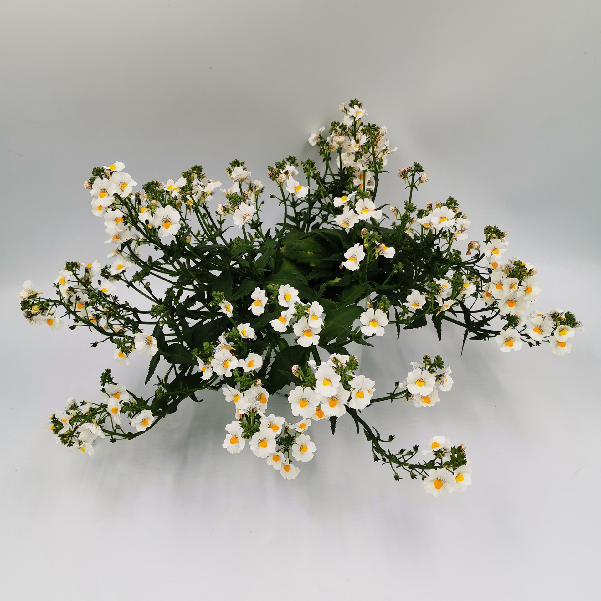Elfenspiegel - Nemesia Hybride 'Sunsatia' weiß, 12cm Topf