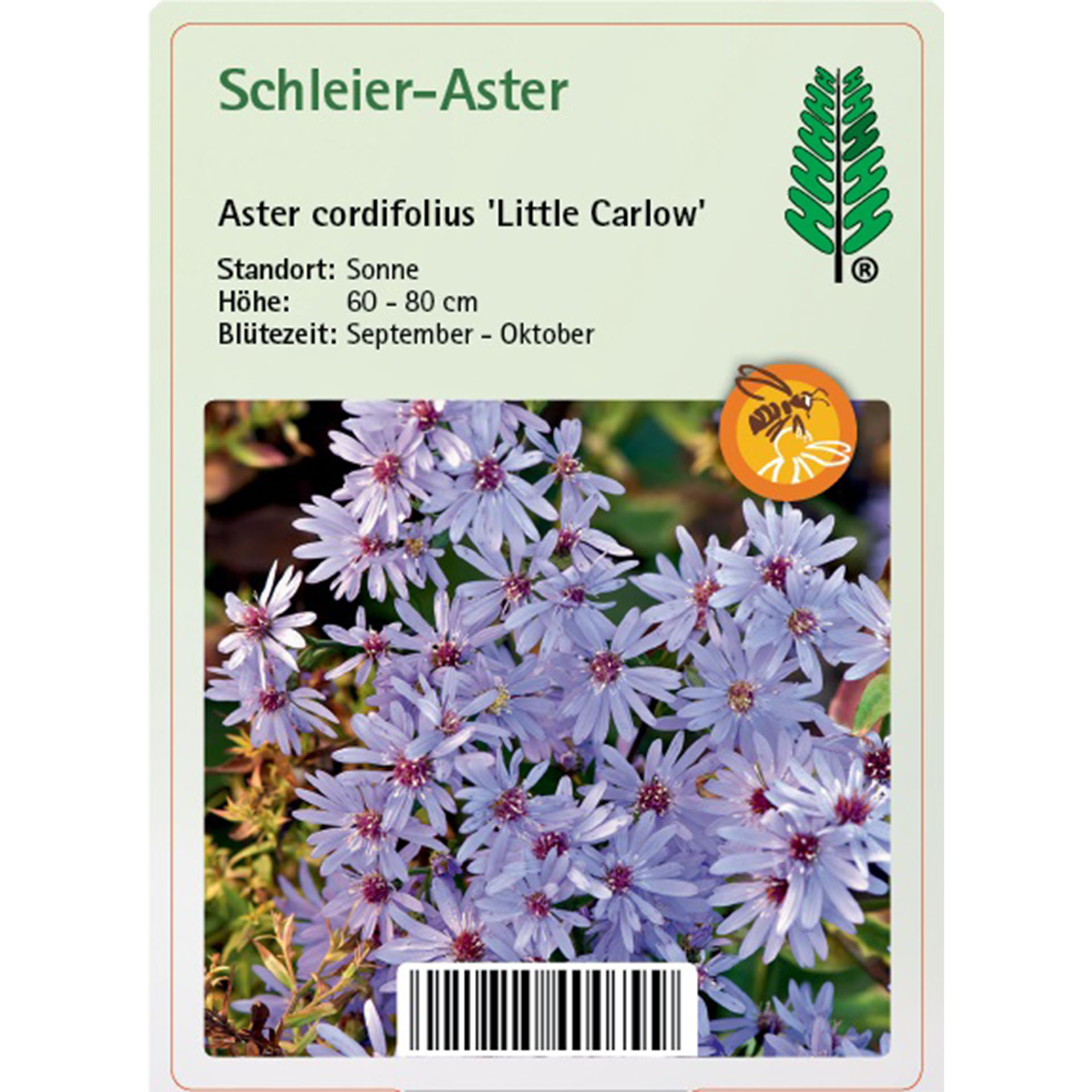 Gänseblümchen, Blume, Pflanze, Kräuterisch, Kräuter