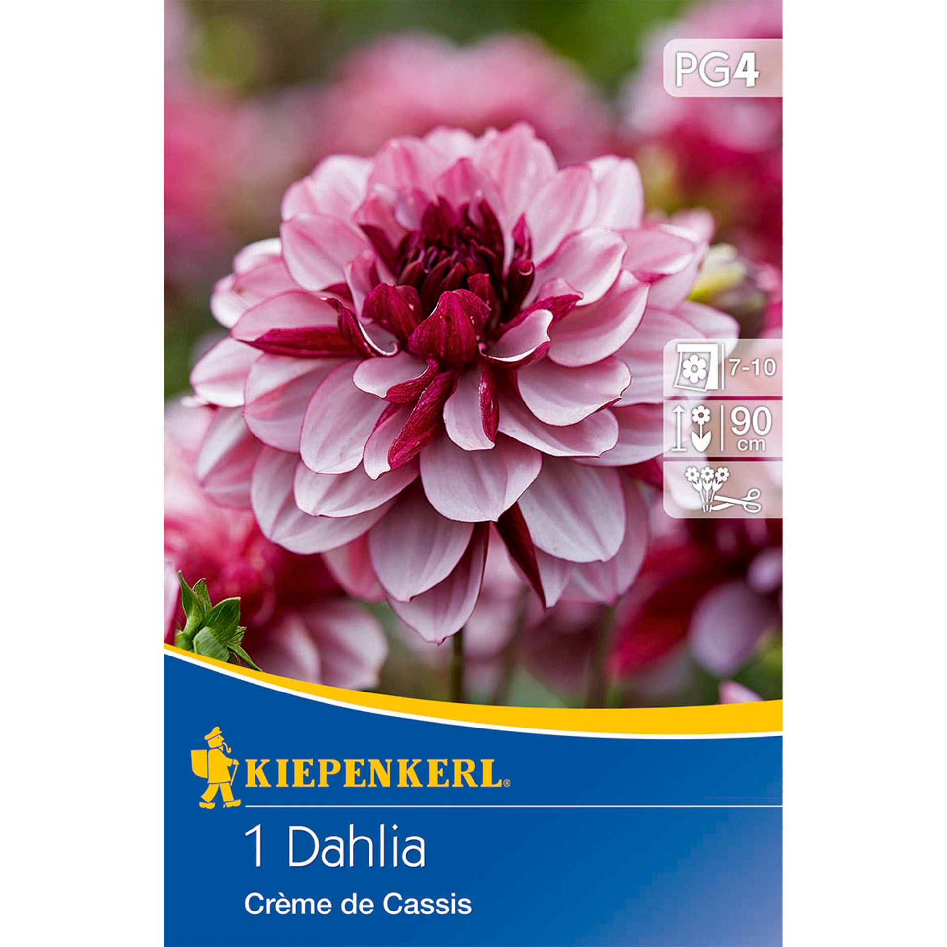 Dahlie, Blume, Werbung, Plakat, Rose