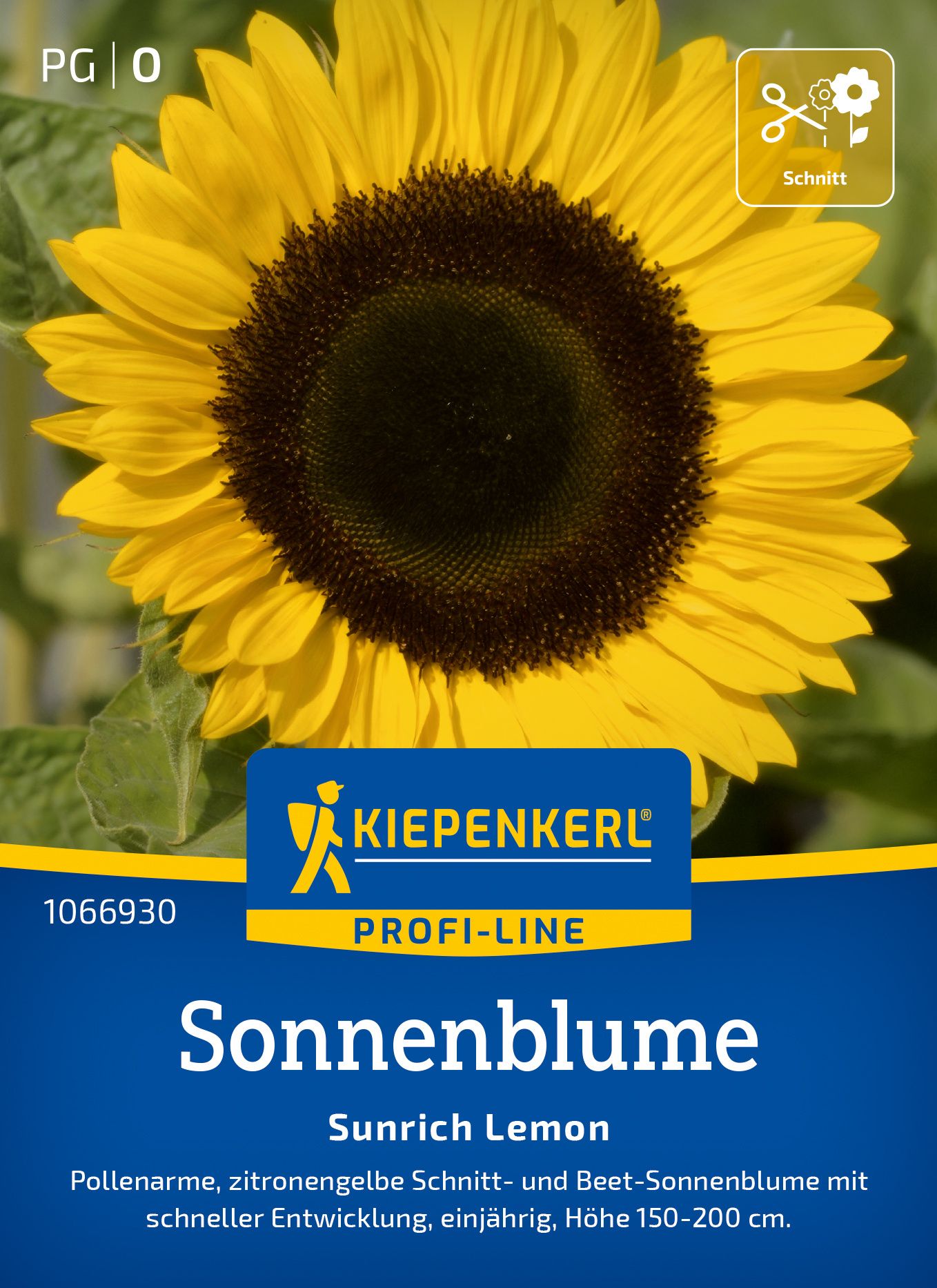 Werbung, Plakat, Blume, Pflanze, Sonnenblume