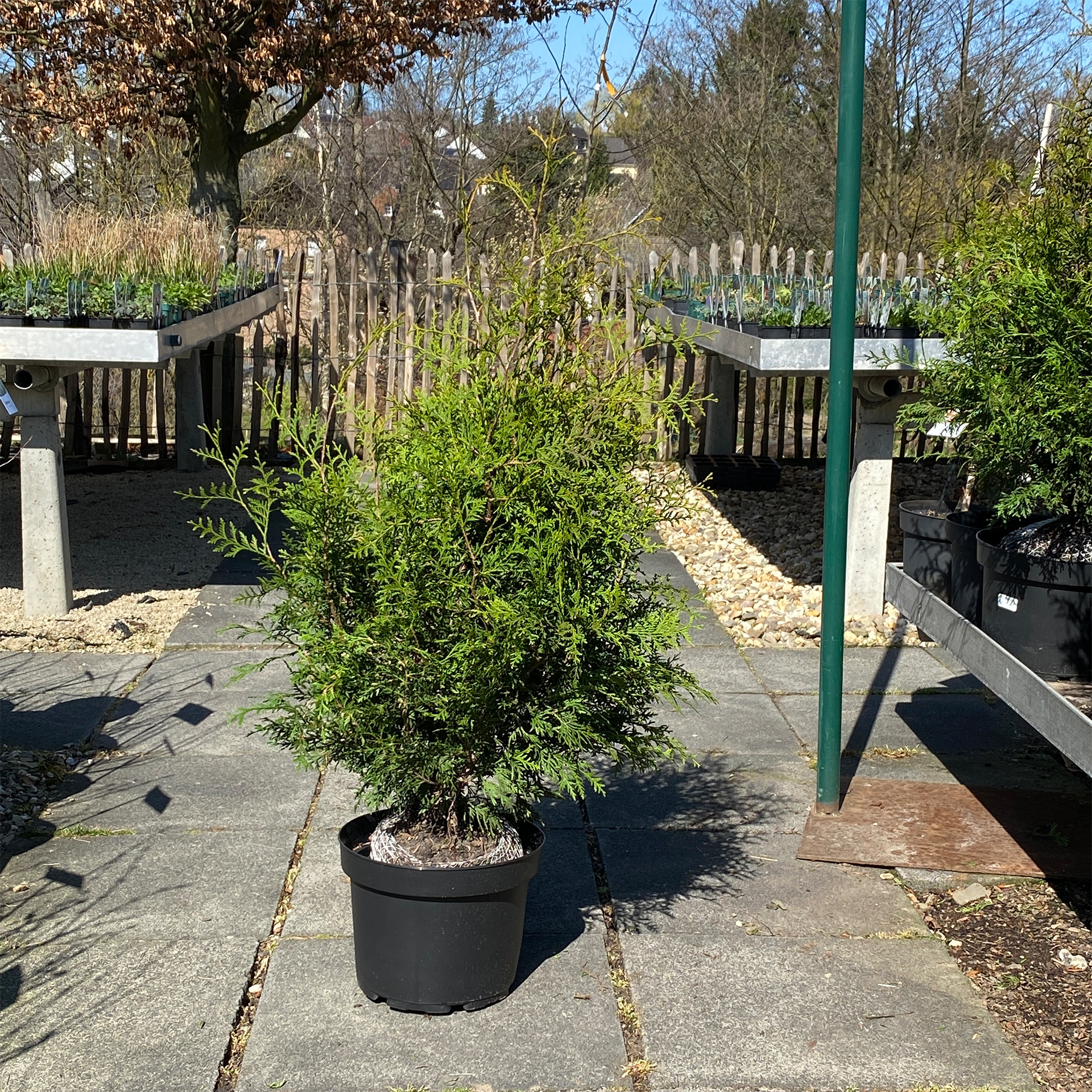 Thuja Brabant Lebensbaum Konifere immergrün Sichtschutz