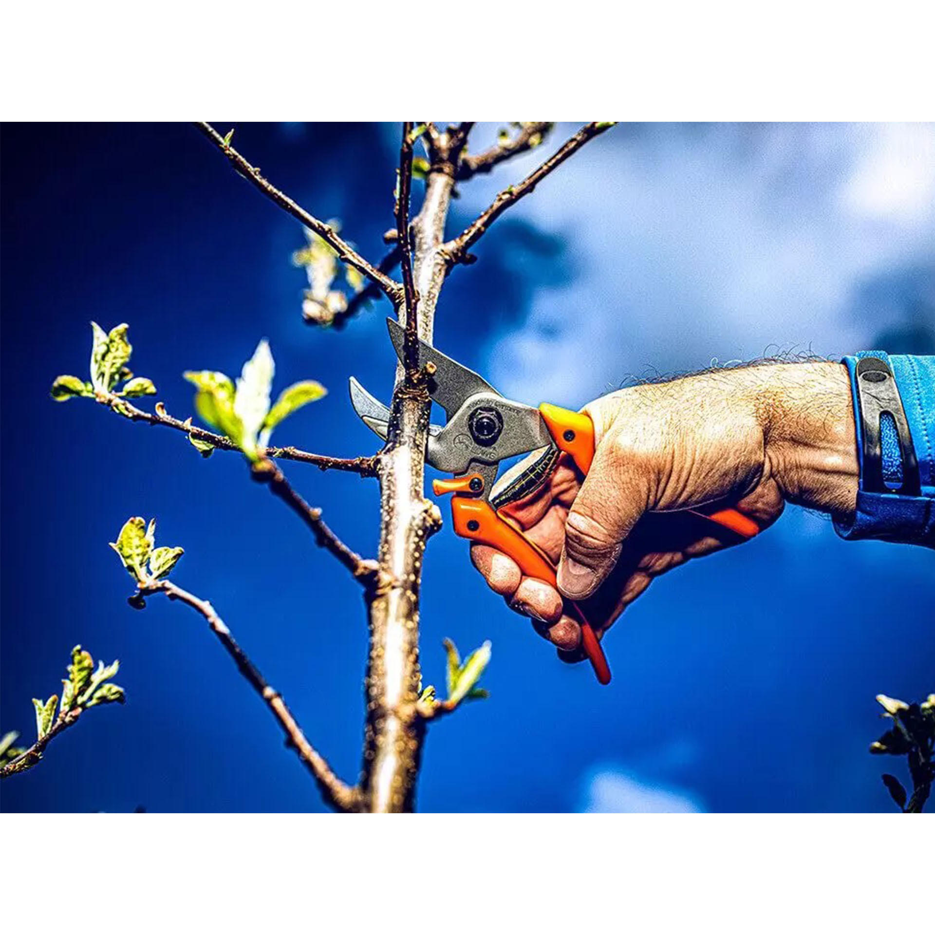 schere beim ast schneiden