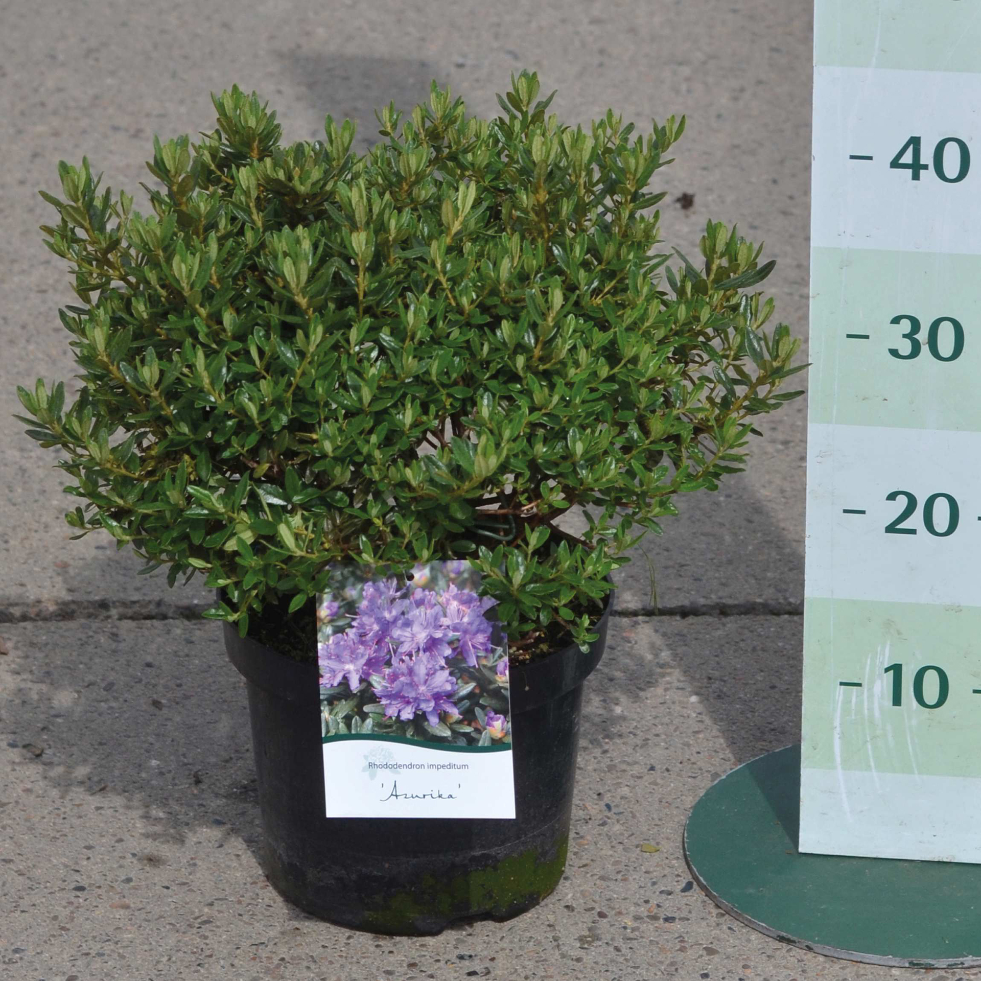 Rhododendron Azurika Zwerg-Alpenrose Containerpflanze Strauch winterhart