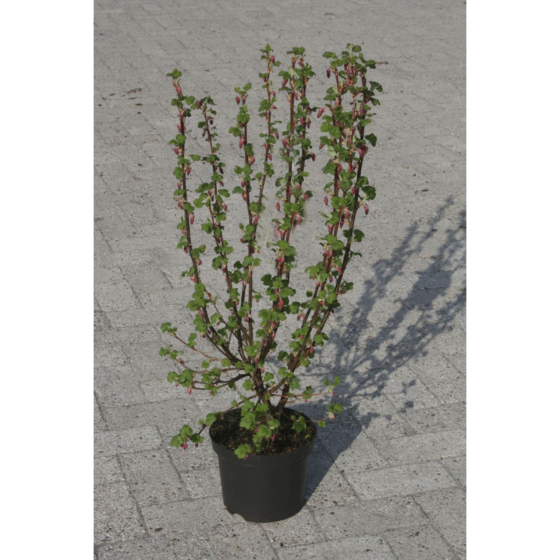 Pflanztopf mit Blutjohannisbere King Edward VII