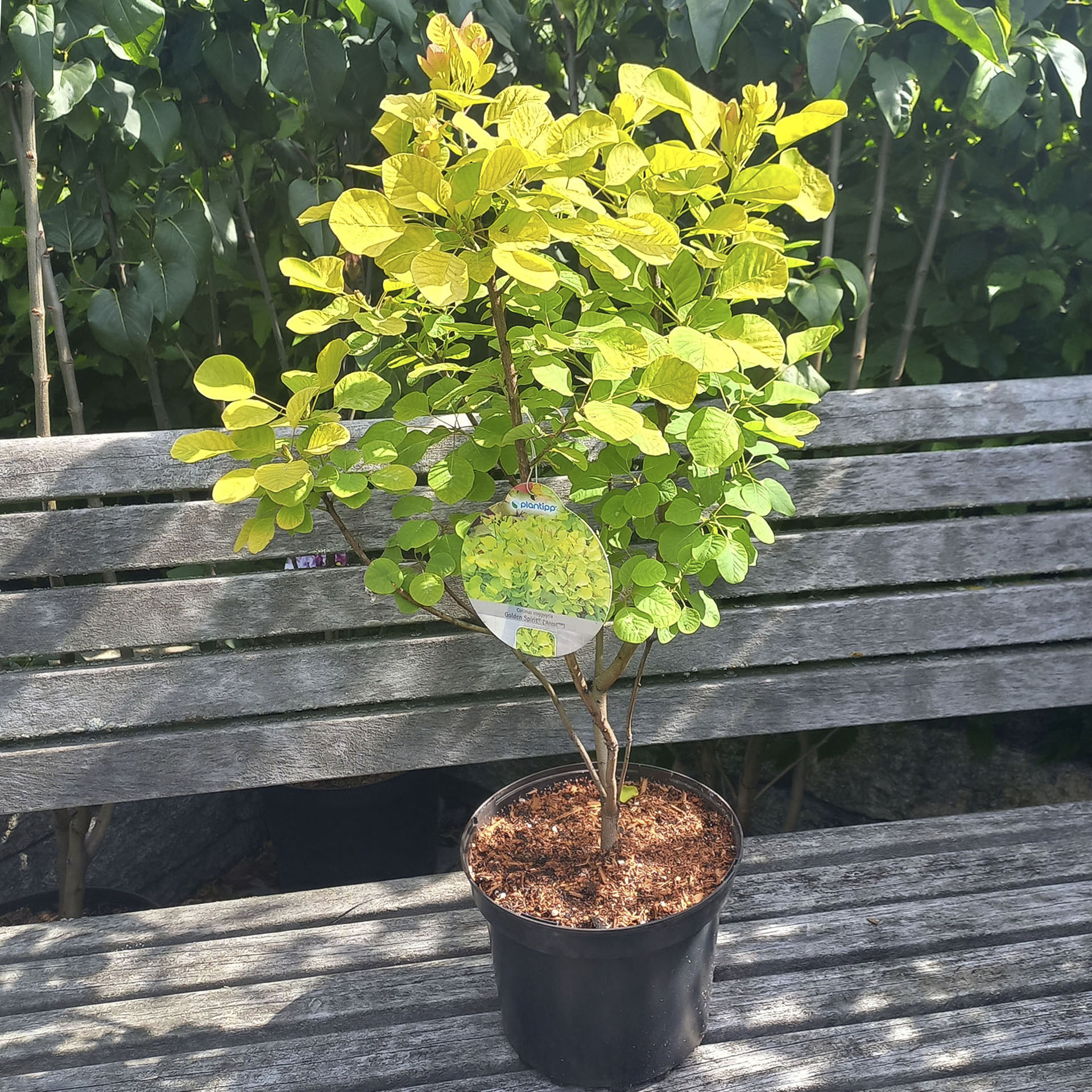 Perückenstrauch im Pflanztopf