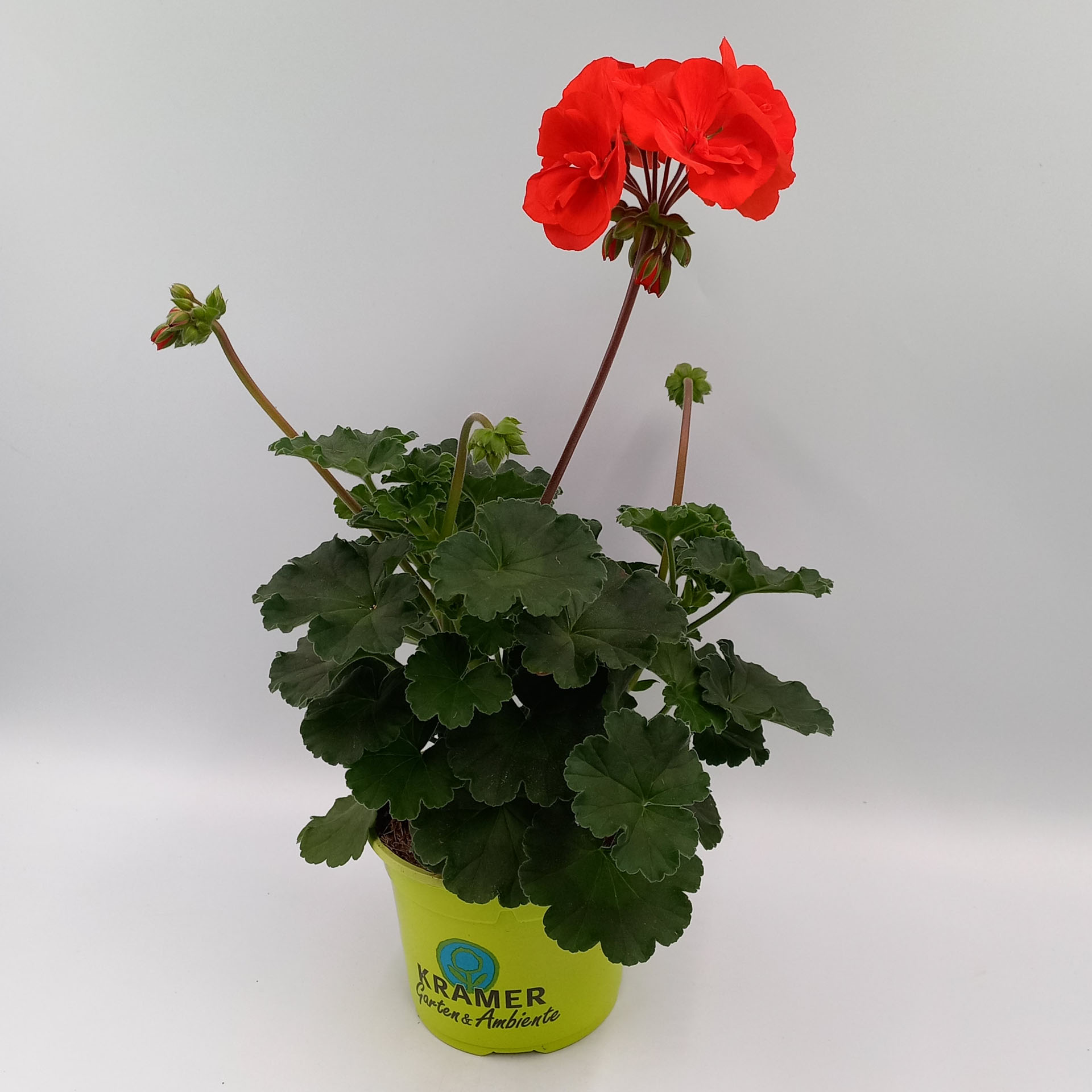 Blume, Geranie, Pflanze, Pflanze im Topf