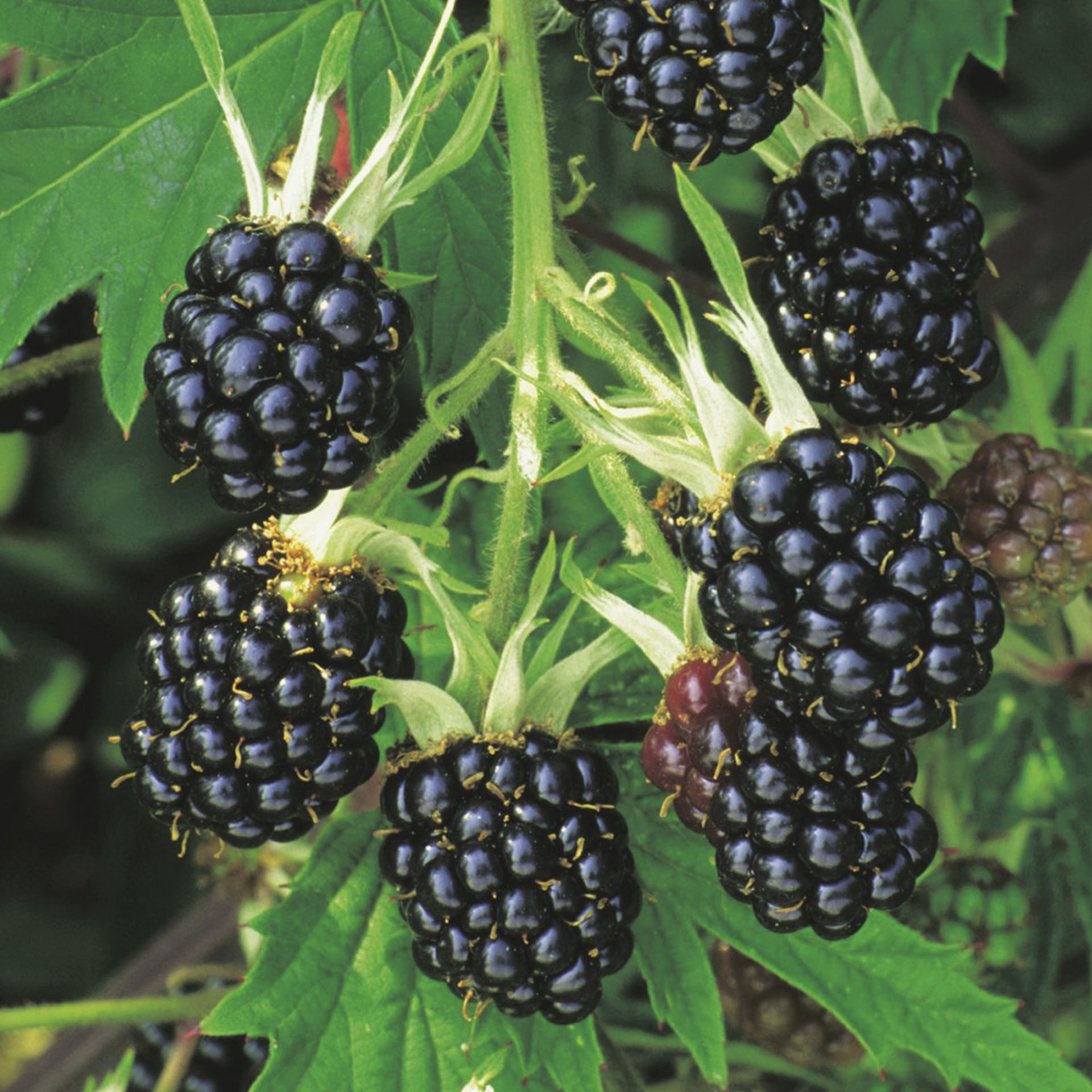 reife Früchte der Brombeere Oregon Thornless