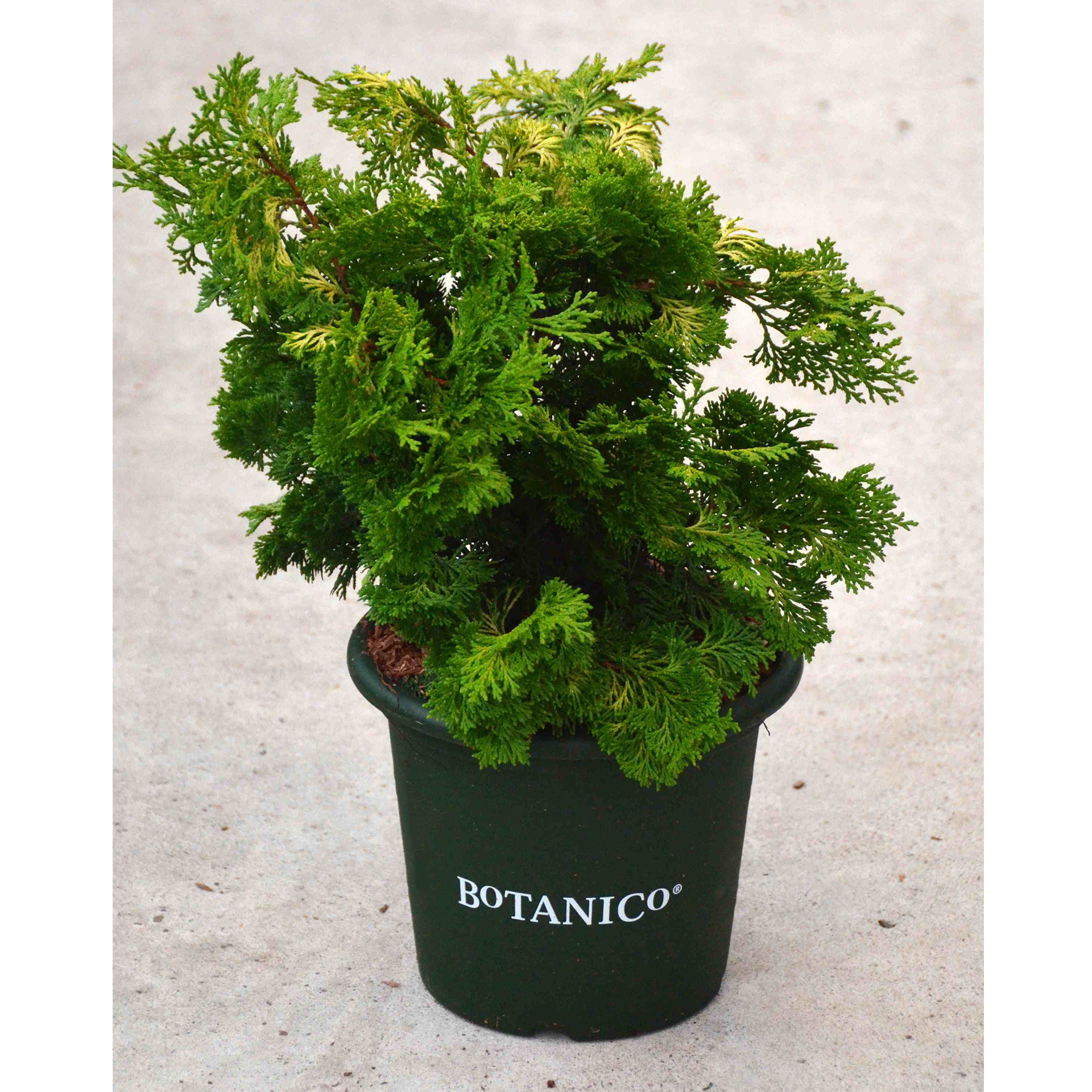 Zwerg-Hinoki-Zypresse – Chamaecyparis obtusa 'Rashahiba', C3,7 25-30cm