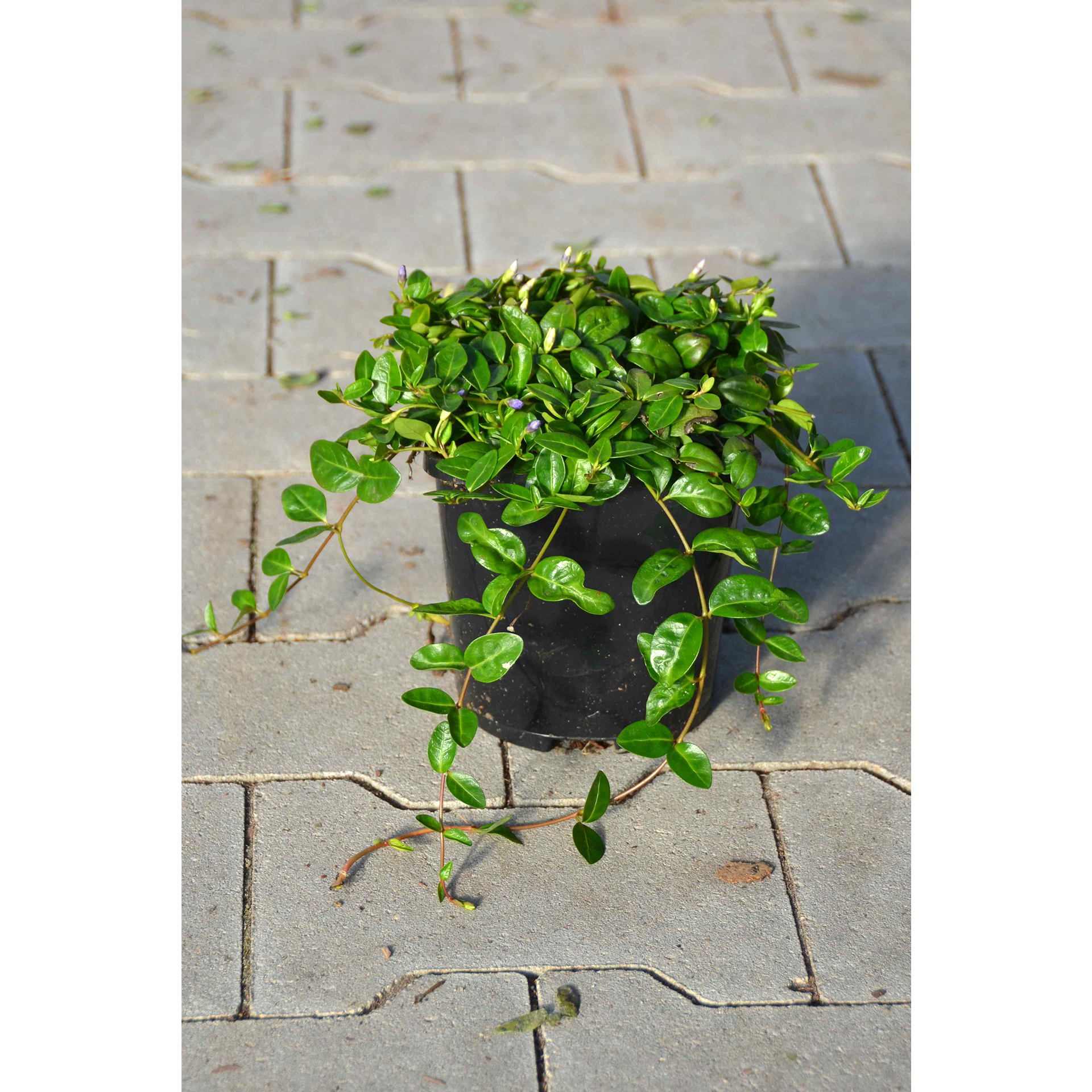 Bodendecker für Schatten rankend immergrün Grabbepflanzung