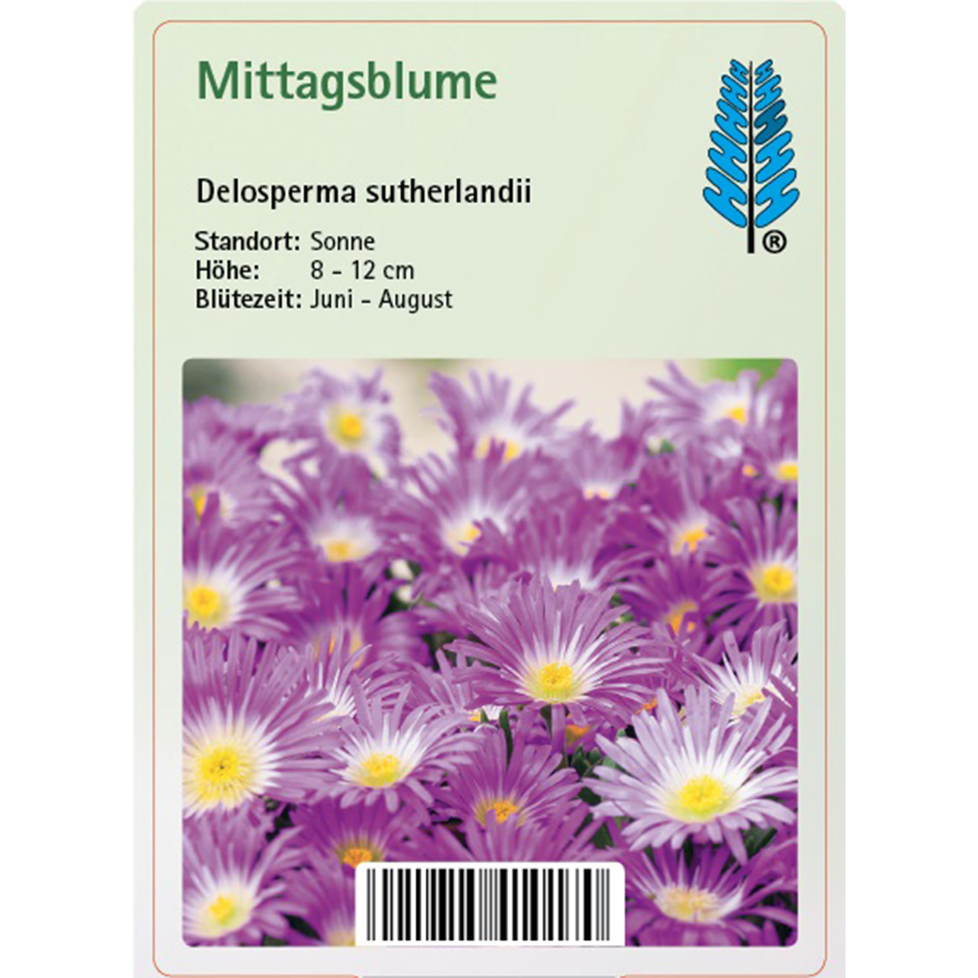 Gänseblümchen, Blume, Pflanze, Purpur, Text