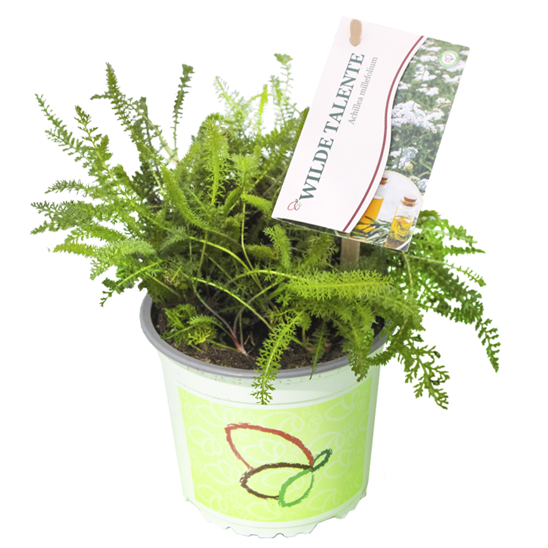 Pflanztopf Gewöhnliche Schafgarbe mit Pflanzenstecker