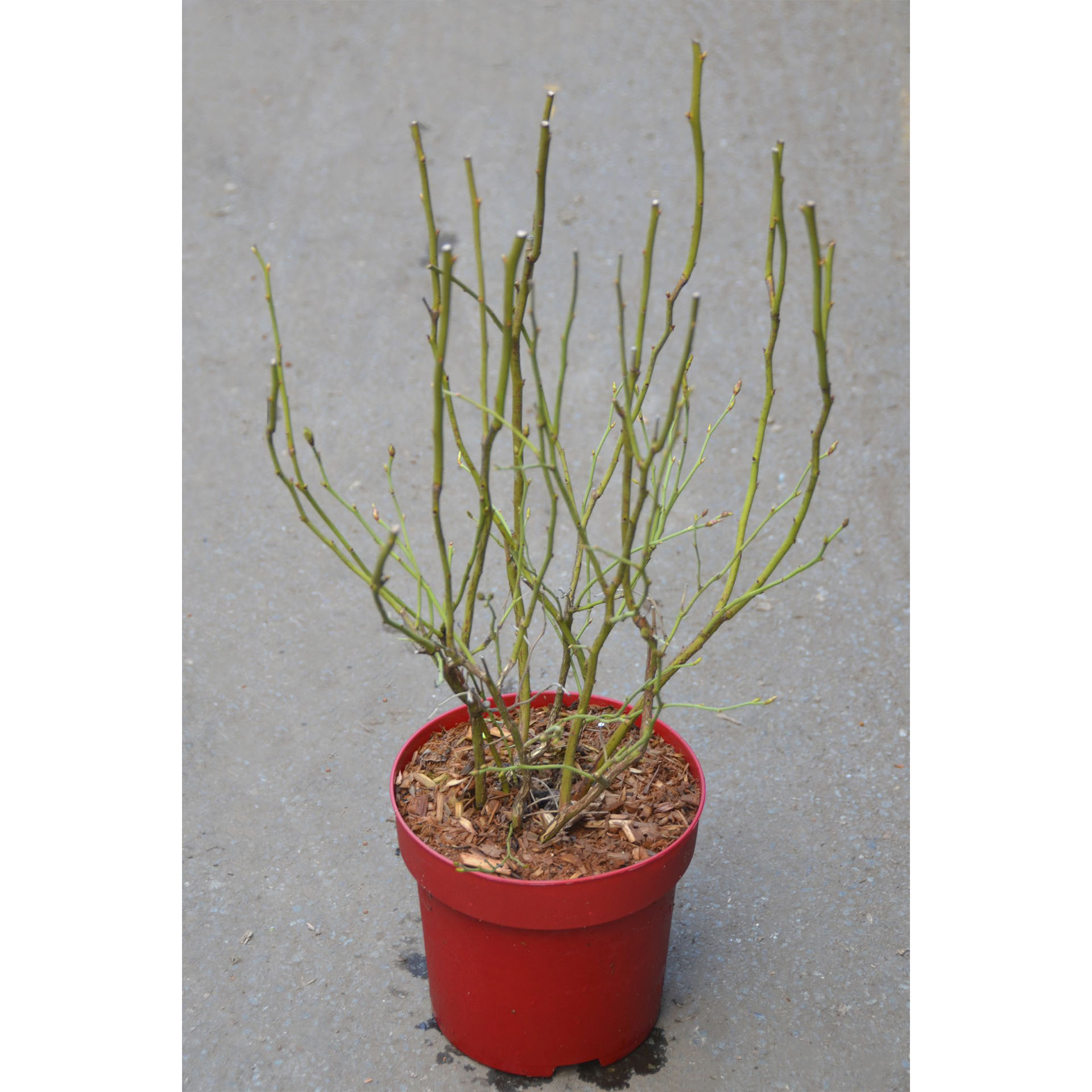 Pflanztopf mit Heidelbeere Bluecrop