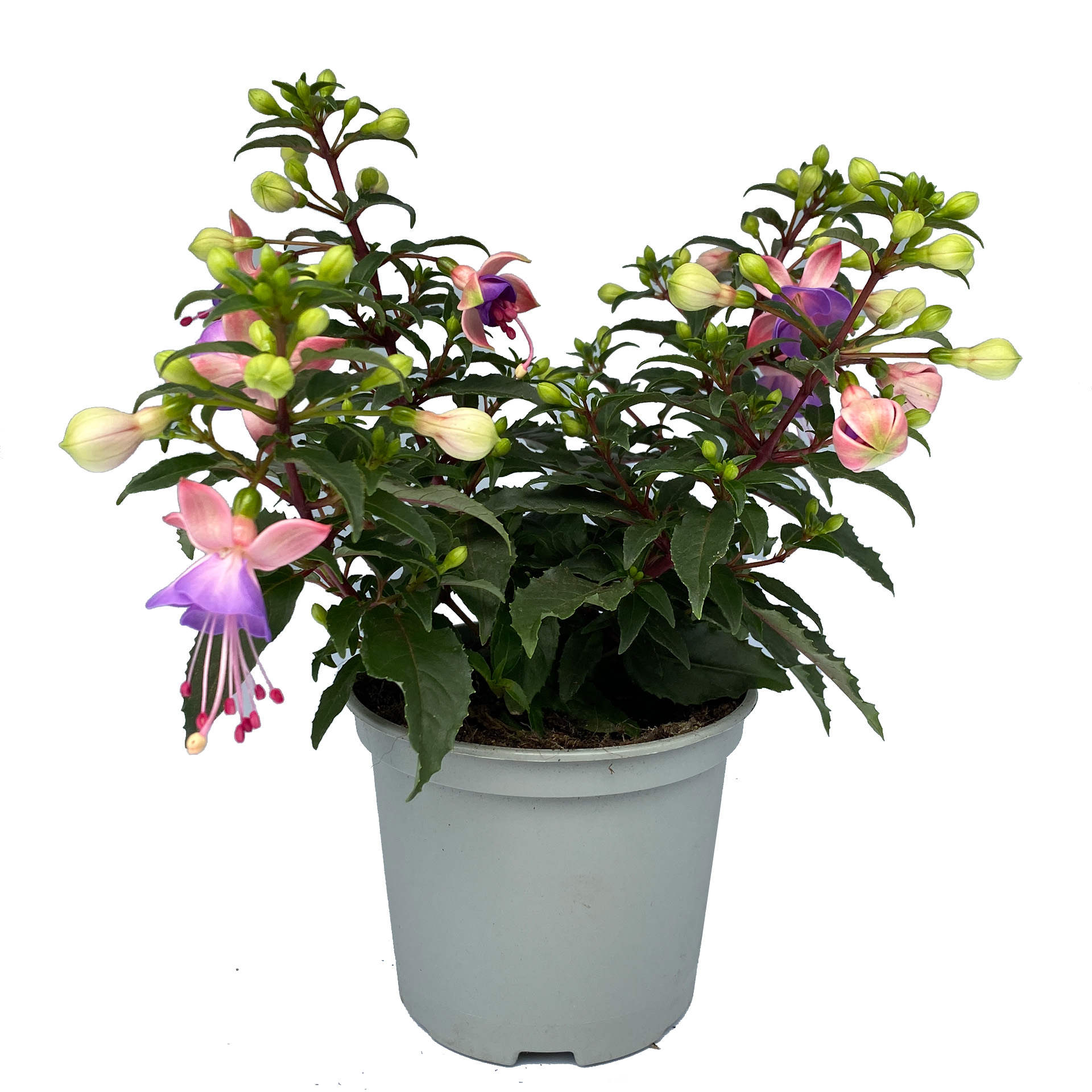 Fuchsie stehend rosa violett