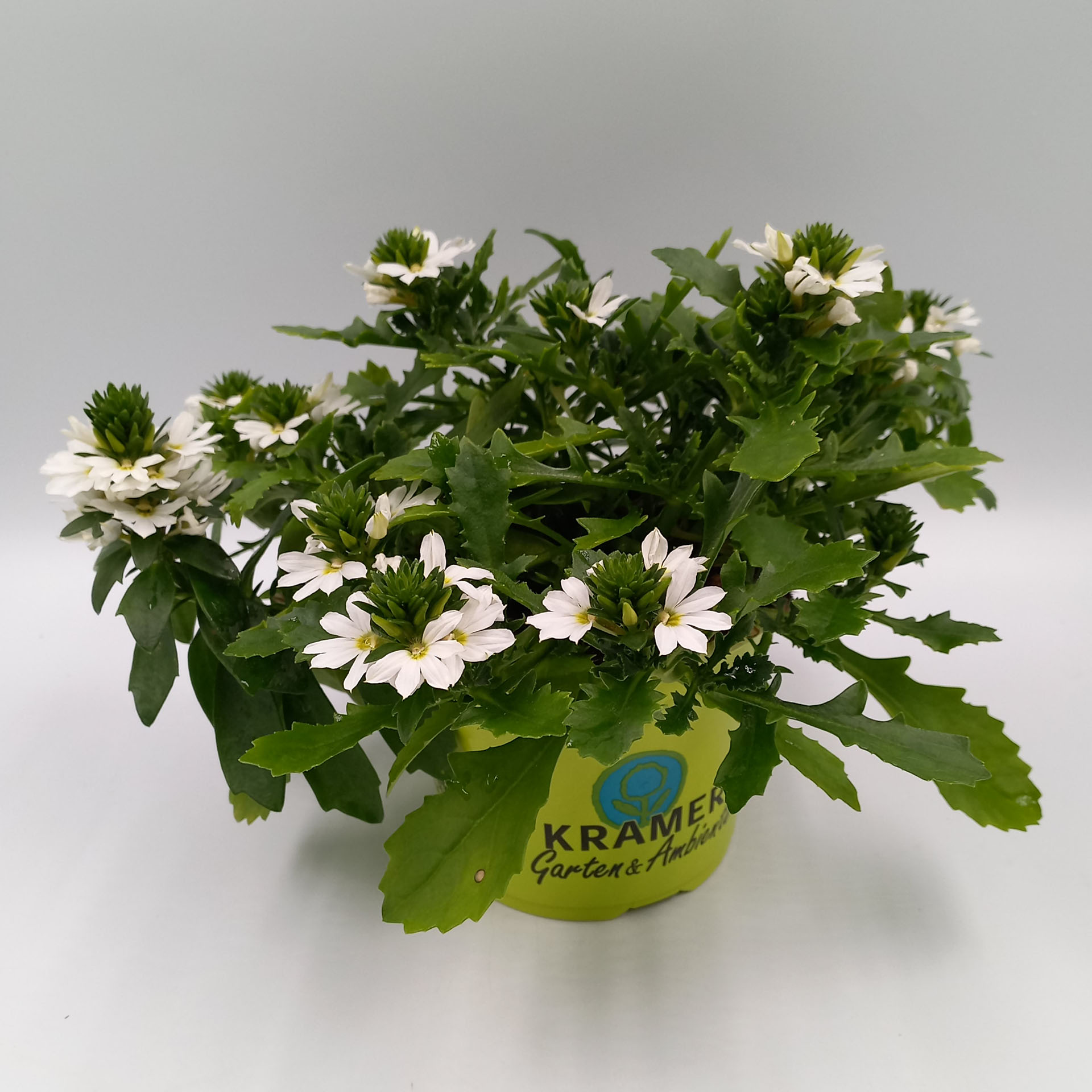 Pflanze, Pflanze im Topf, Blume, Blumen-Arrangement, Gänseblümchen