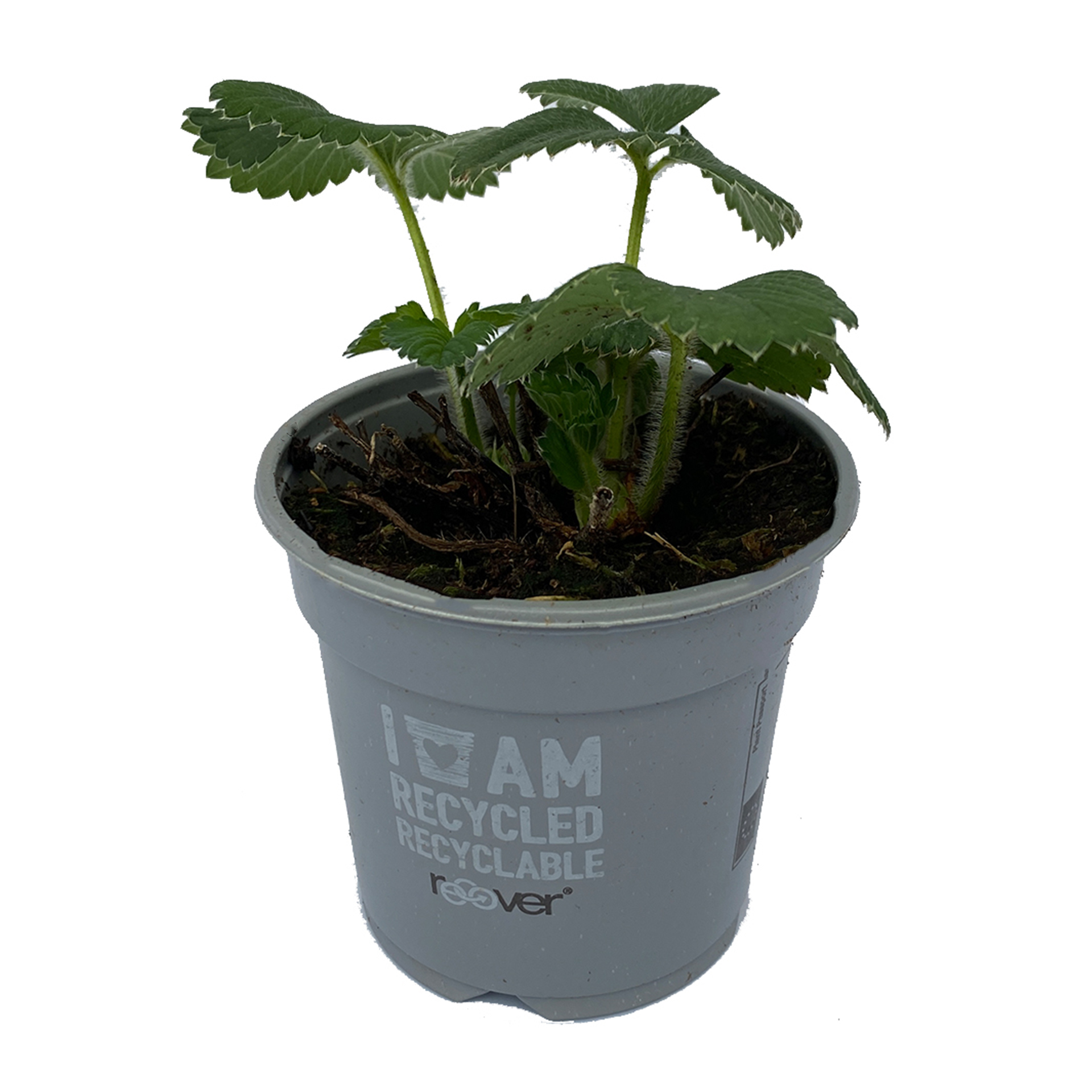 Erdbeerpflanze Senga Sengana Erdbeere Erdbeersorte