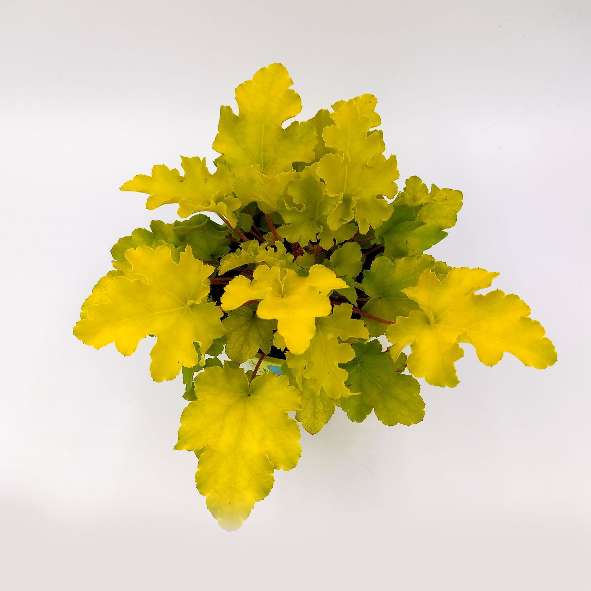 Purpurglöckchen Lime Marmalade 2 Sonnenstaude Herbstbepflanzung