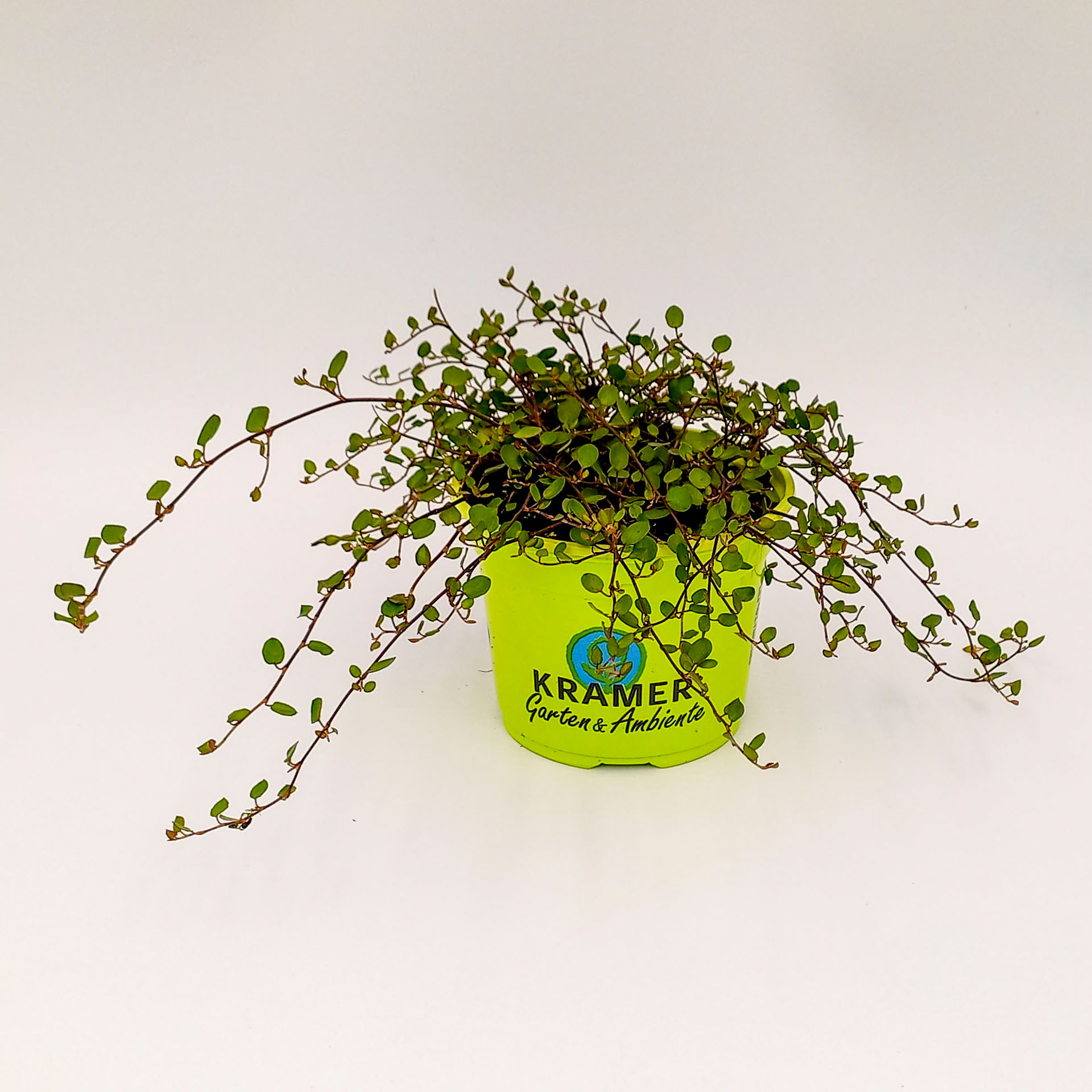 Drahtstrauch Zwergstrauch Herbstbepflanzung