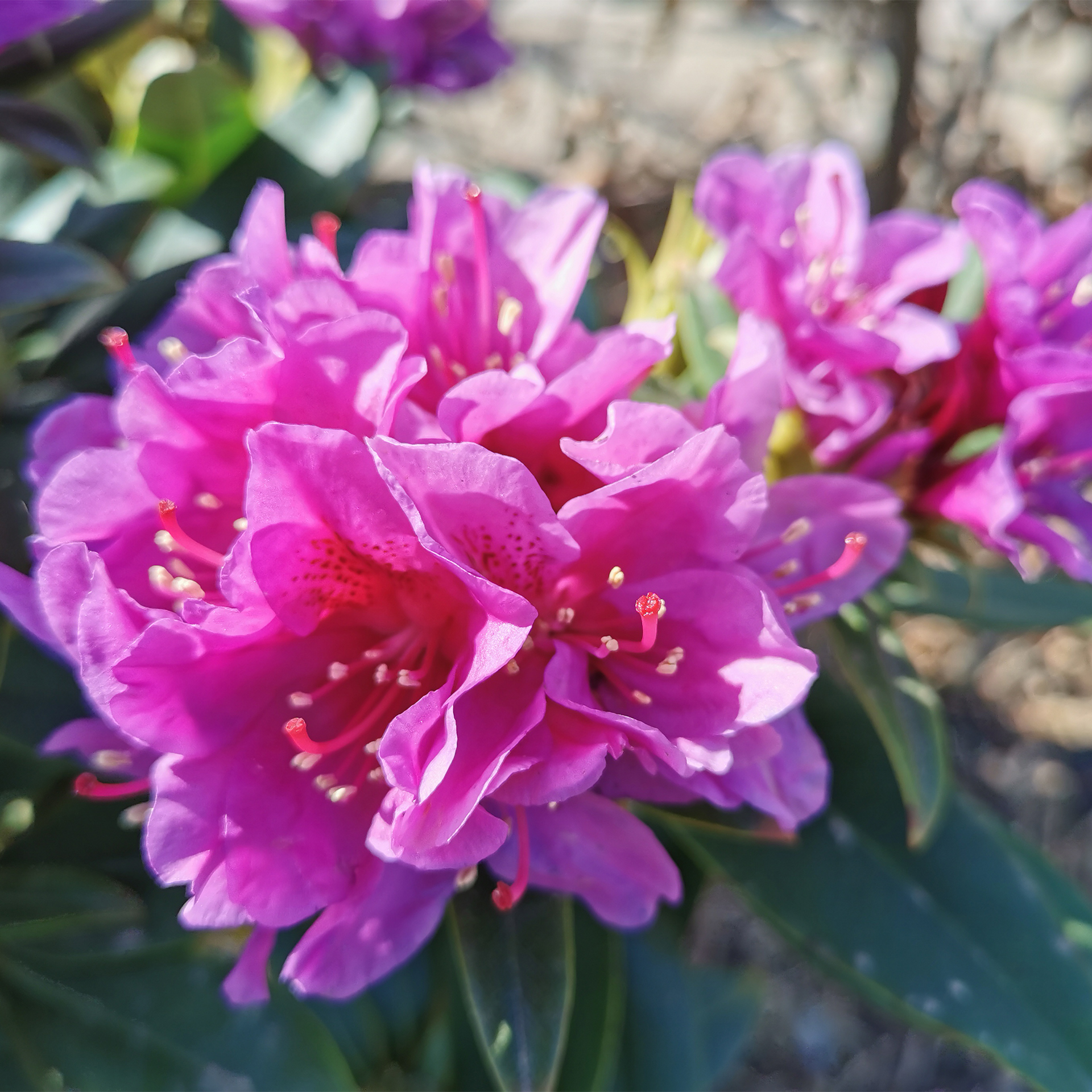 Rhododendron Stamm Alpenrose Moorbeetpflanze Kübel auf Balkon und Terrasse