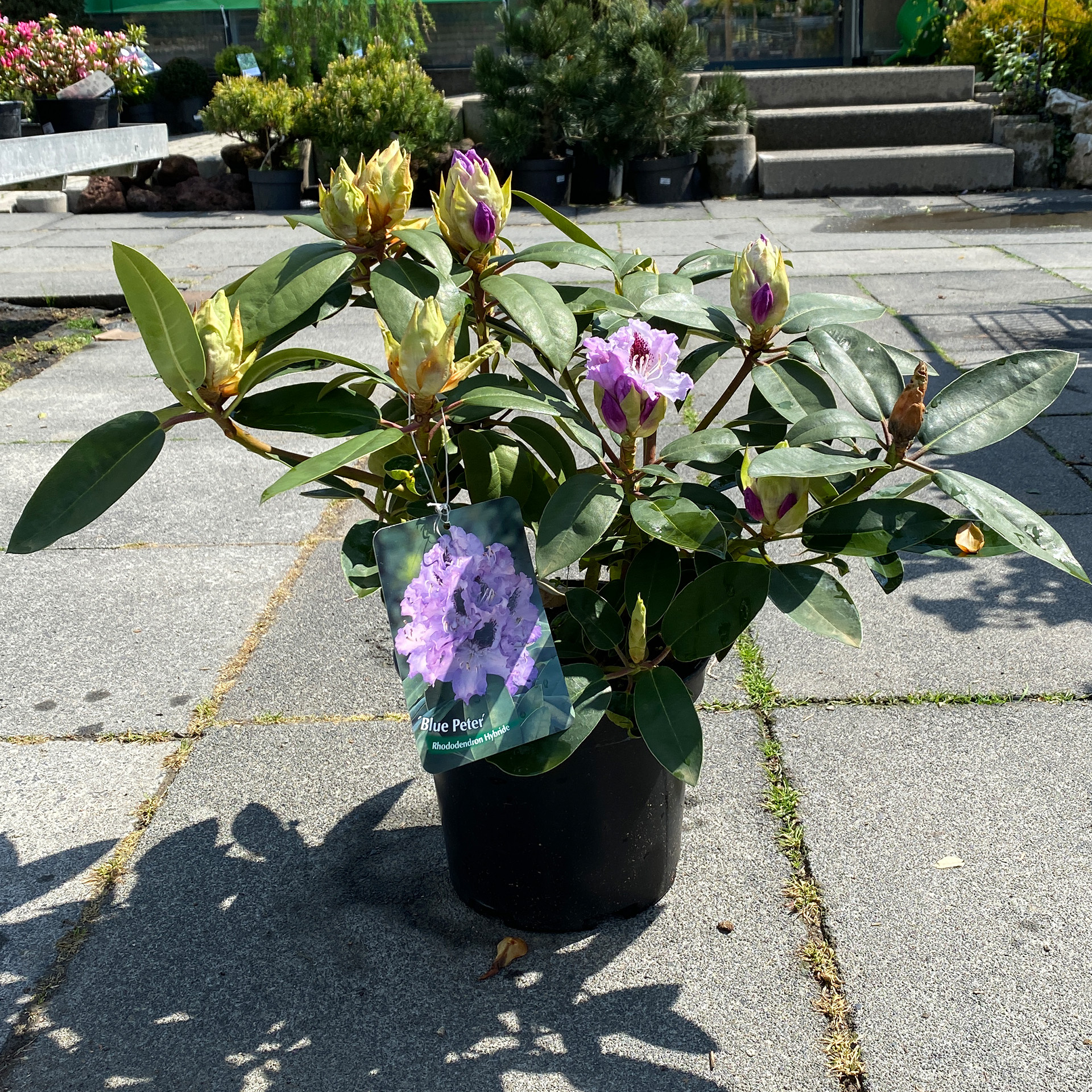 Rhododendron - Rhododendron-Hybride 'Blue Peter' II, C5 30-40cm