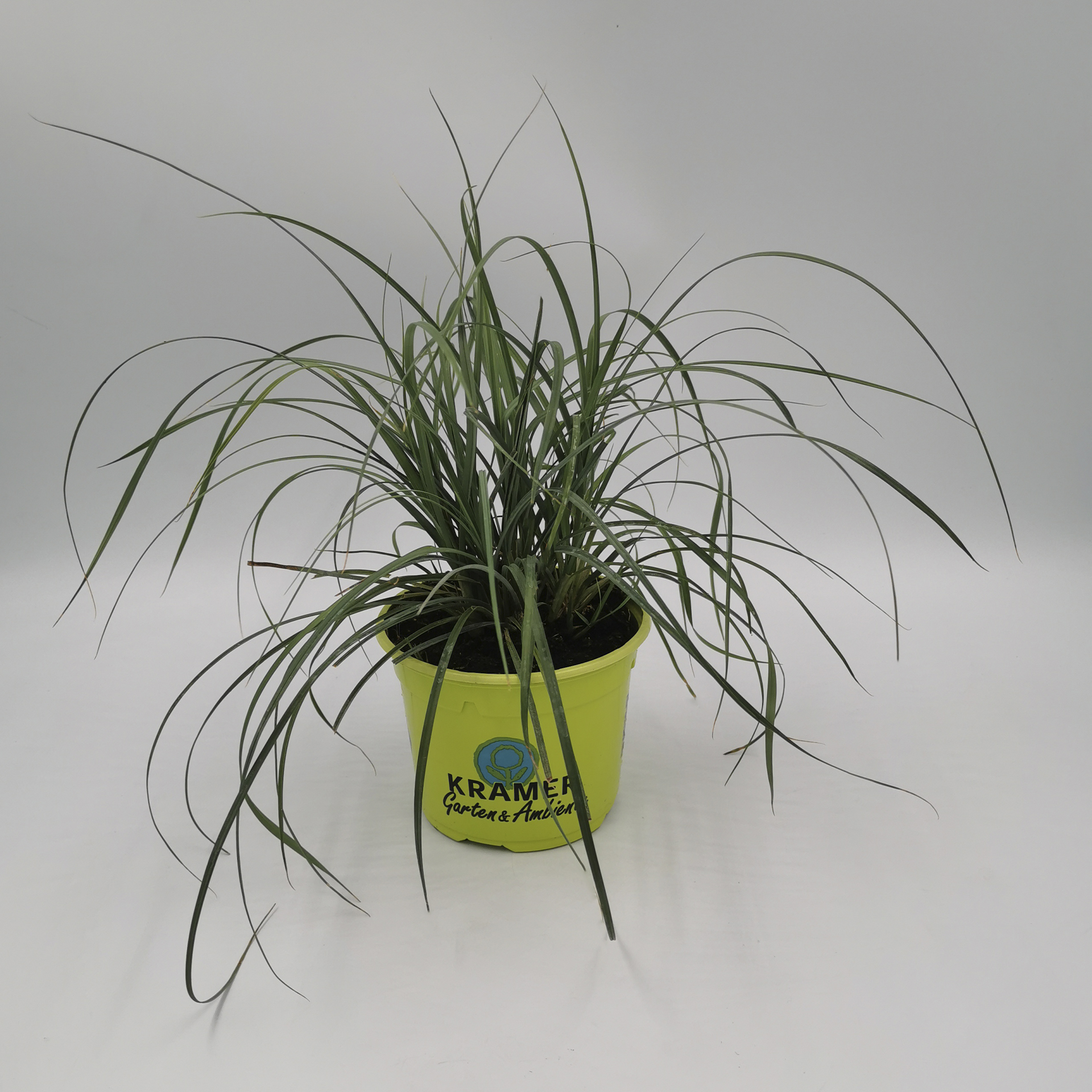 Gras Hirse-Segge für Teichränder oder Kübel