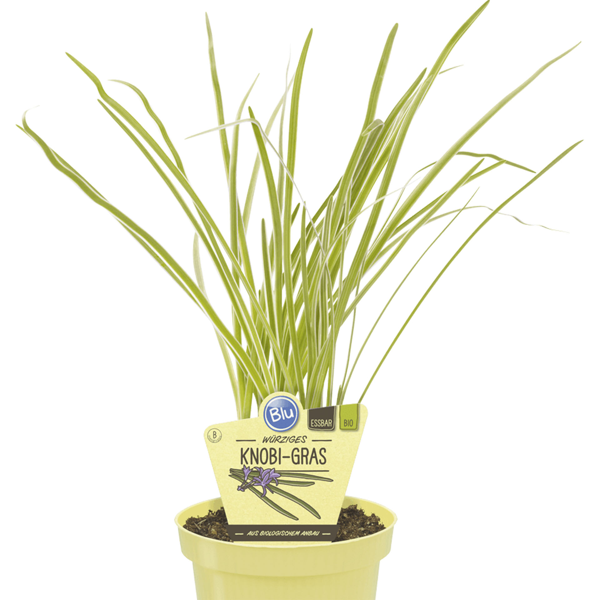 Knobi-Gras im Pflanztopf mit Pflanzenstecker