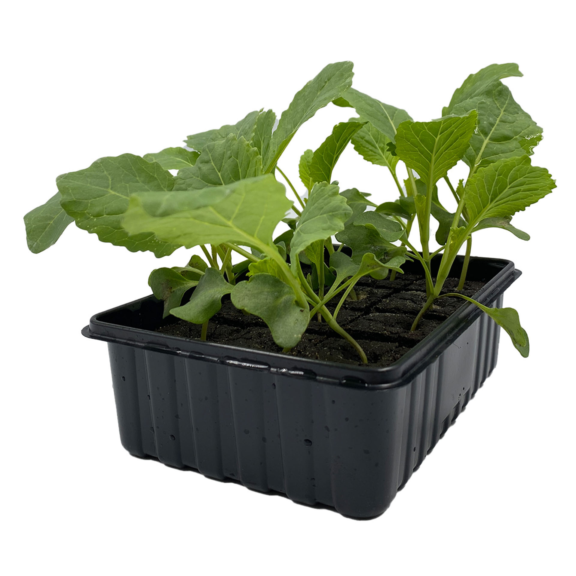 Wirsing, Pflanze, Pflanze im Topf, Boden, Pflanzgefäß, Produzieren