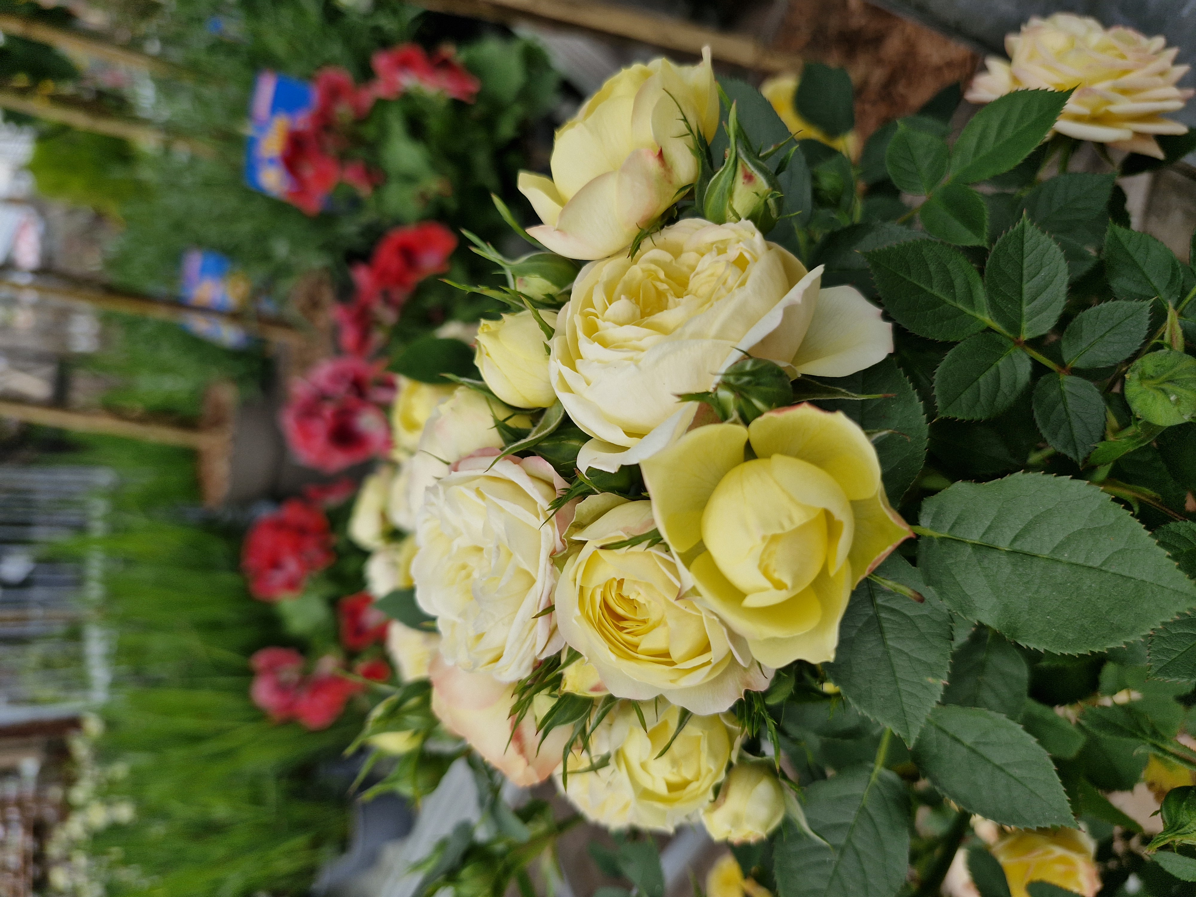 Blume, Rose, Blumen-Arrangement, Blumenstrauß, Blütenblatt