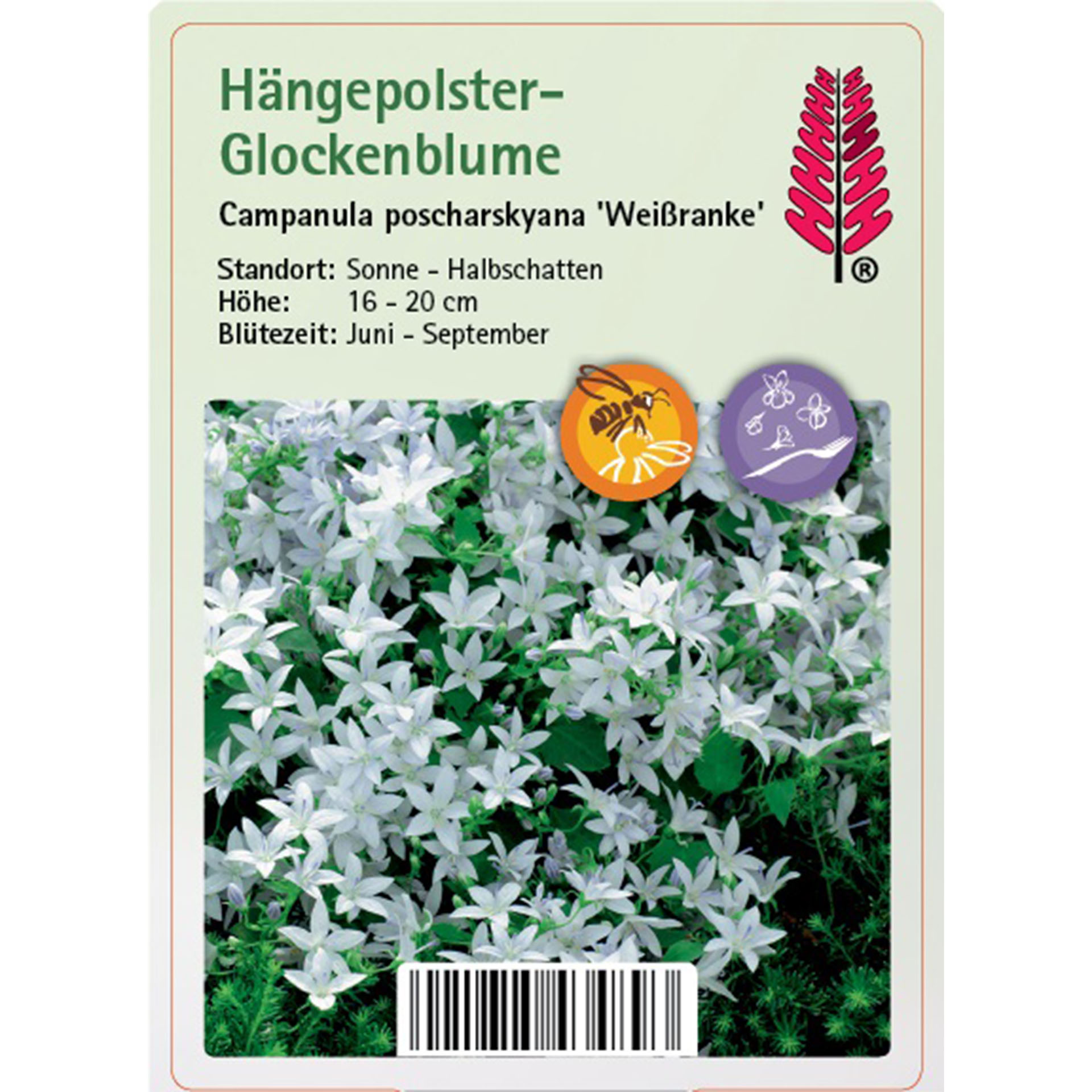 Blume, Pflanze, Kräuterisch, Kräuter, Blütenblatt