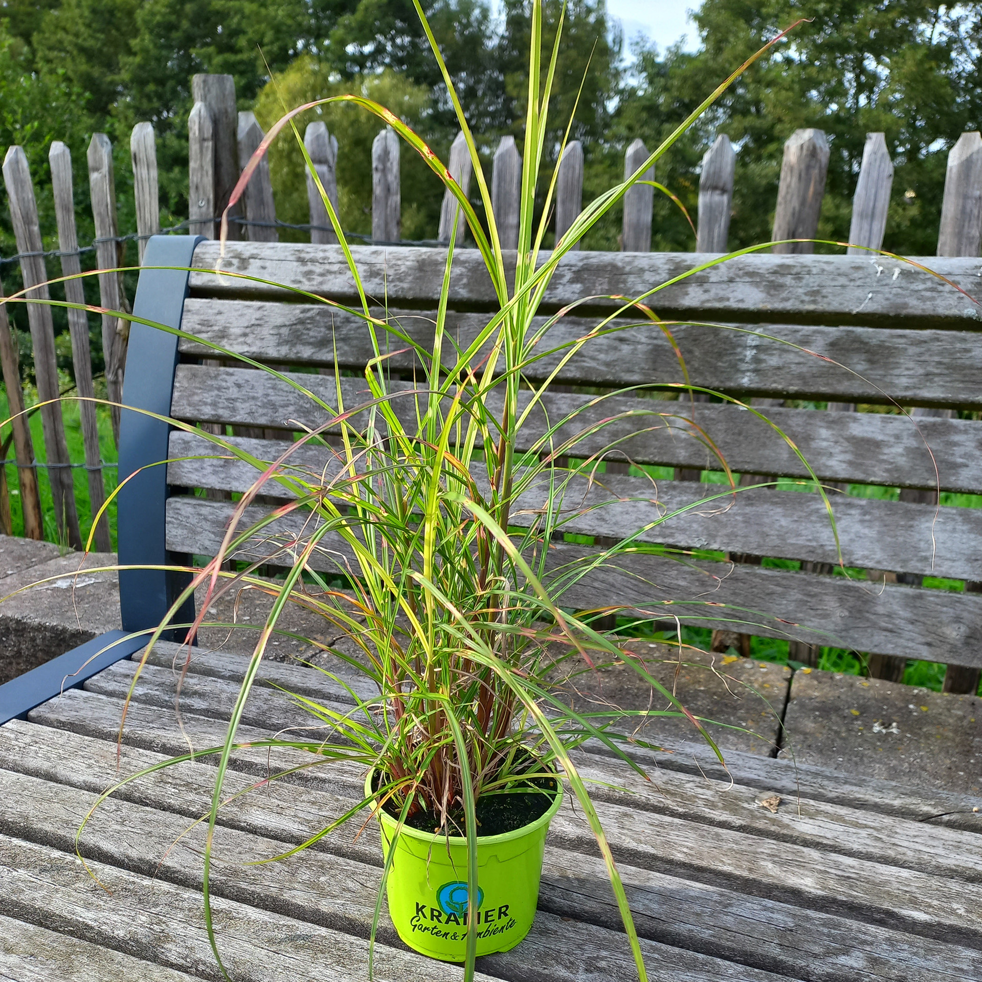 Chinaschilf/Zebra-Gras - Miscanthus sinensis 'Strictus', 12cm Topf