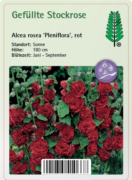 Nelke, Blume, Pflanze