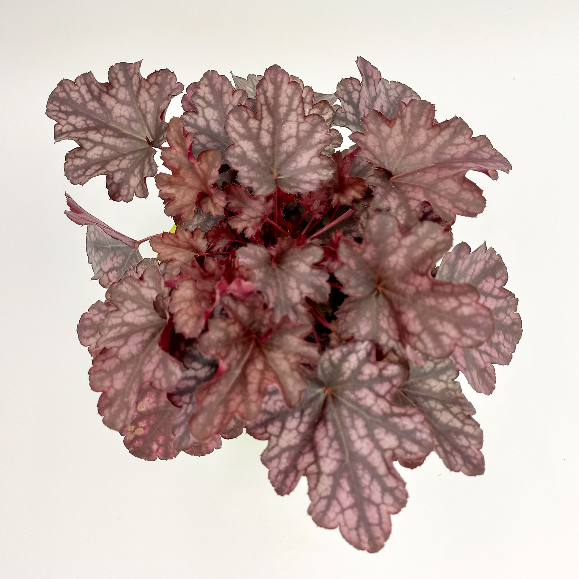 Purpurglöckchen Blackberry Jam 2