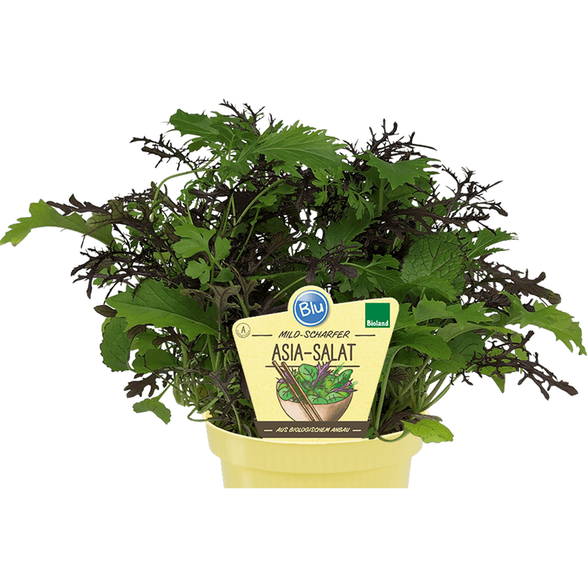 Bio Salat scharf senfartig vitaminreich Gemüseanbau