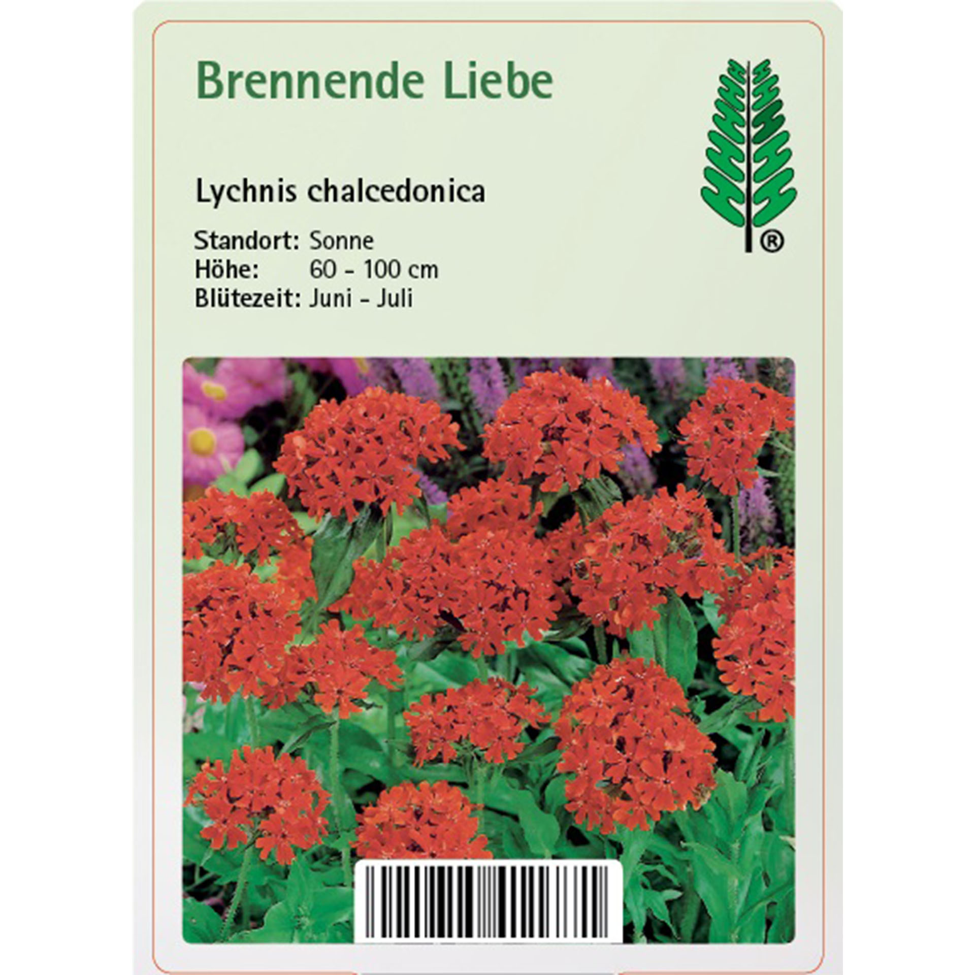 Blume, Pflanze, Geranie, Dahlie