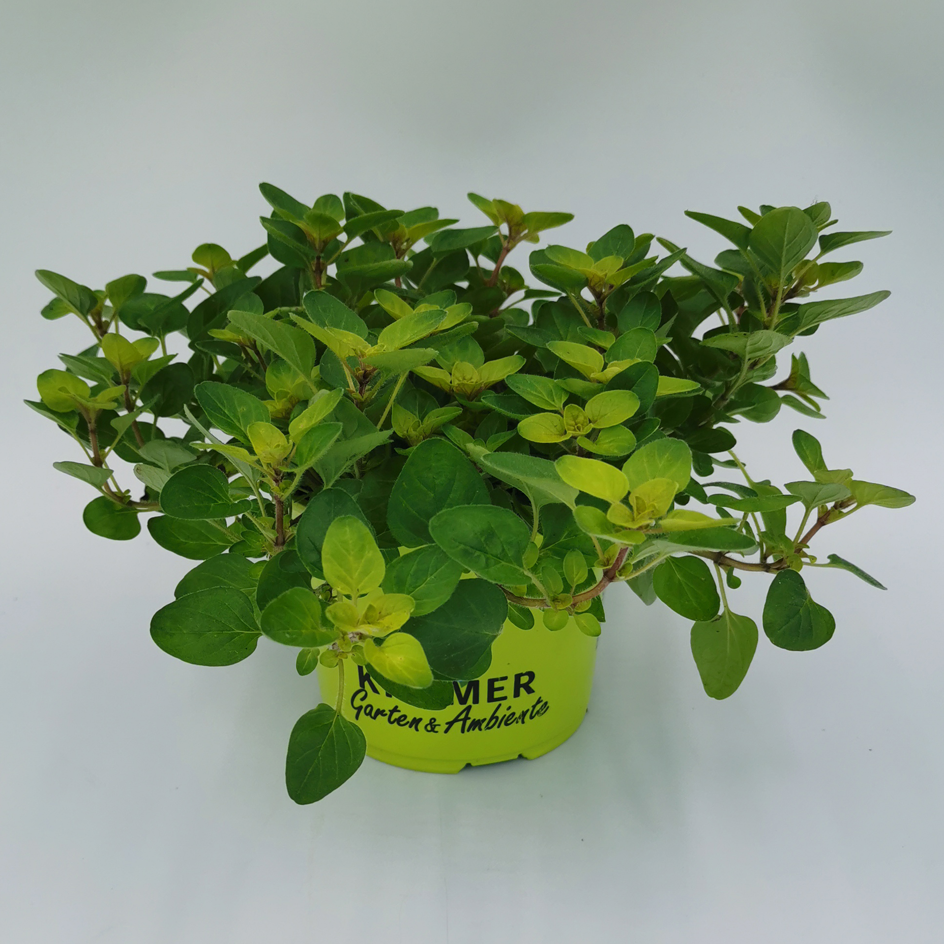 Pracht-Oregano - Origanum vulgare 'Vitara® Gold', 12cm Topf