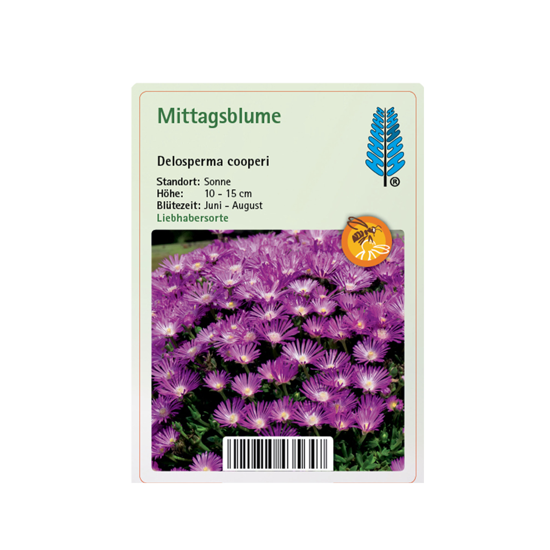 Mittagsblume - Delosperma cooperi