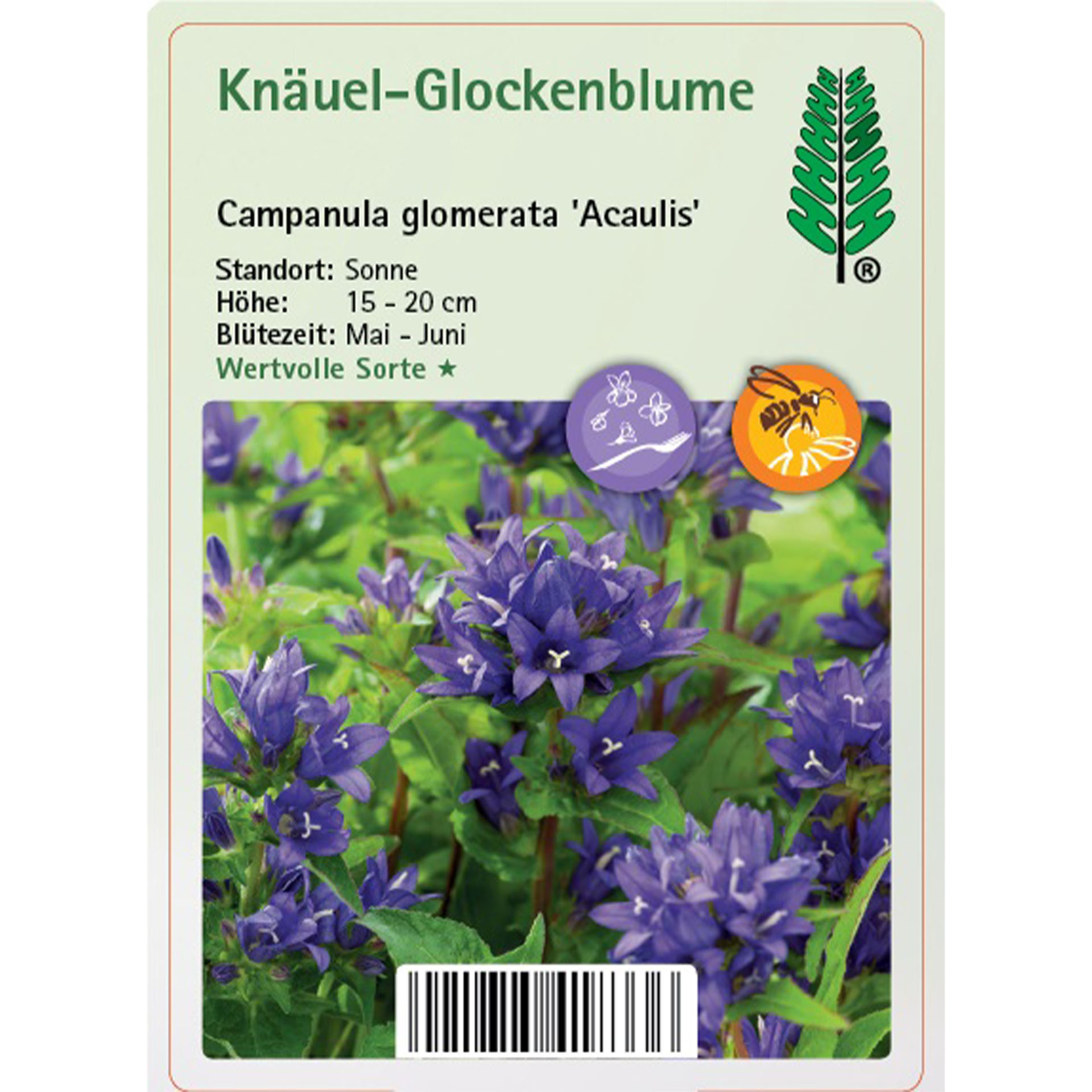 Blume, Pflanze, Purpur