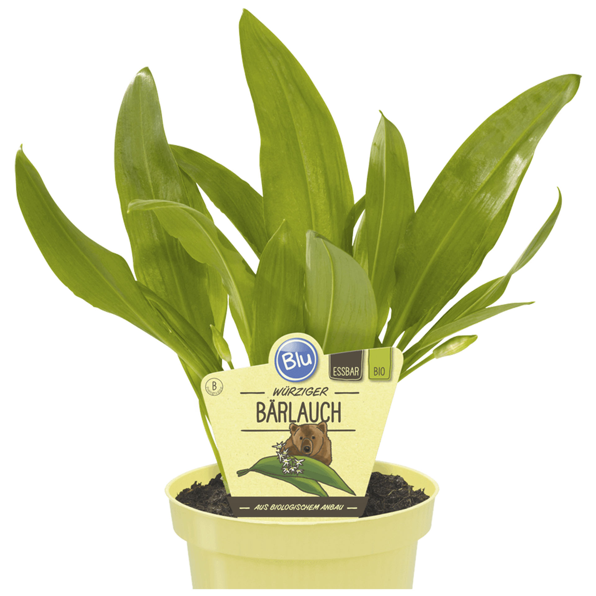 Pflanztopf mit Würzigem Bärlauch und Pflanzenstecker