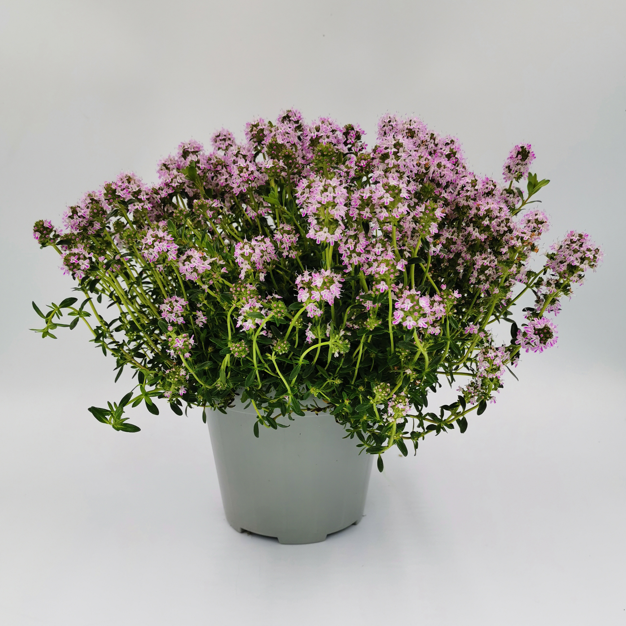 Bohnenkraut Gewürzpflanze intensiver Geschmack