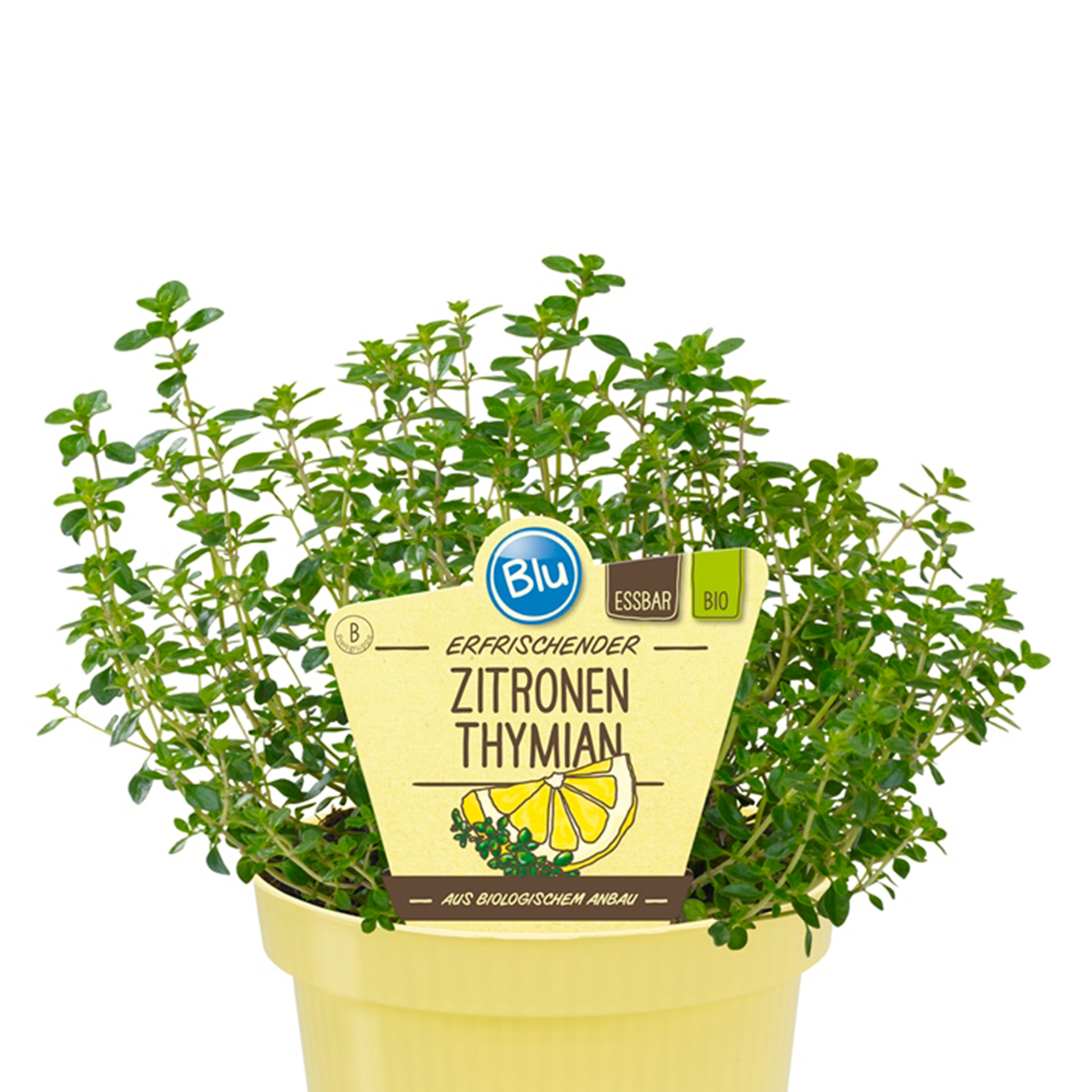 BLU Zitronenthymian Thymian Kräuter Kräuterpflanze Gewürz