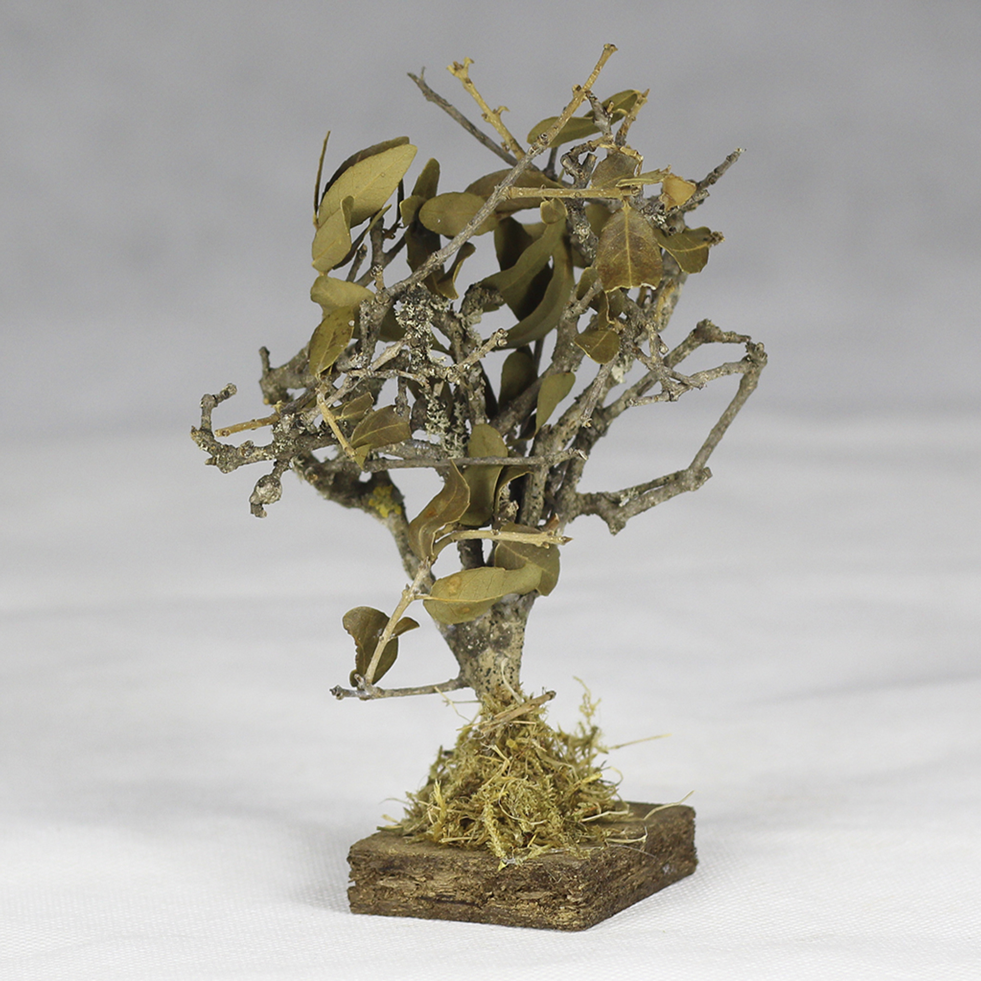 Bäumchen mit Blättern 10-15cm als Krippenbotanik für eine lebendige Krippenlandschaft