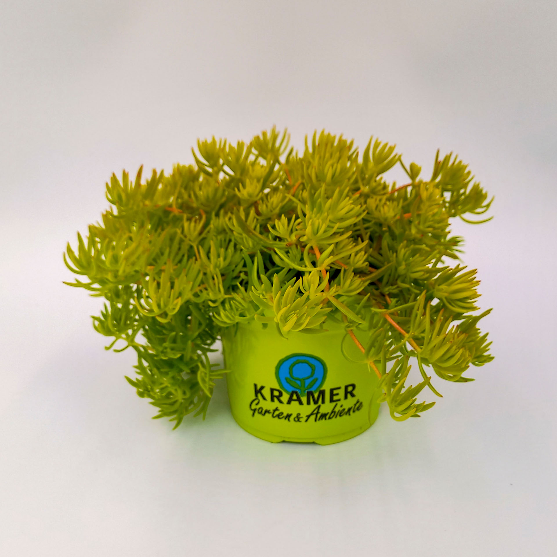 Hellgrüne Polster Fetthenne Lemon Ball