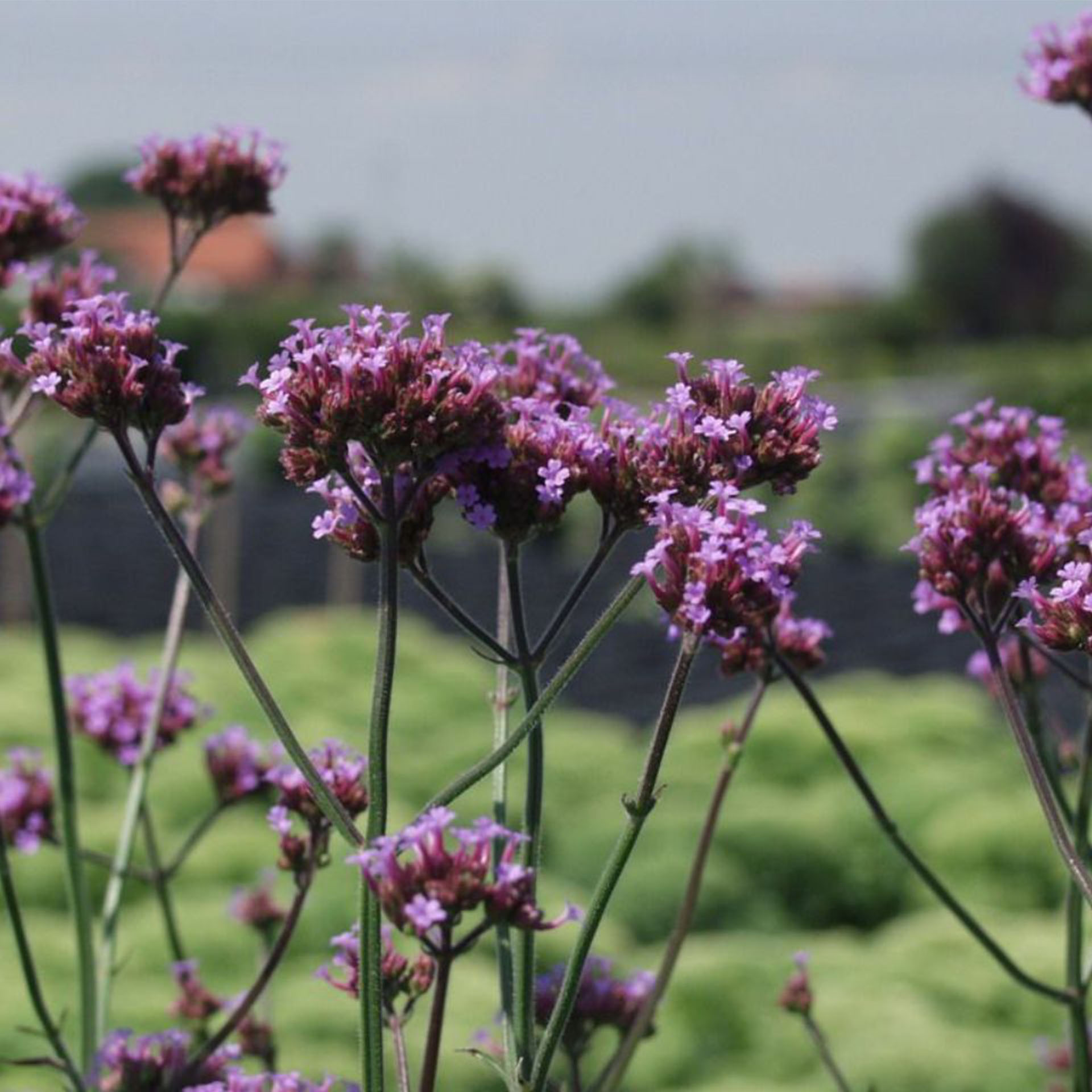 Purpur, Blume, Pflanze, Gänseblümchen, Geranie