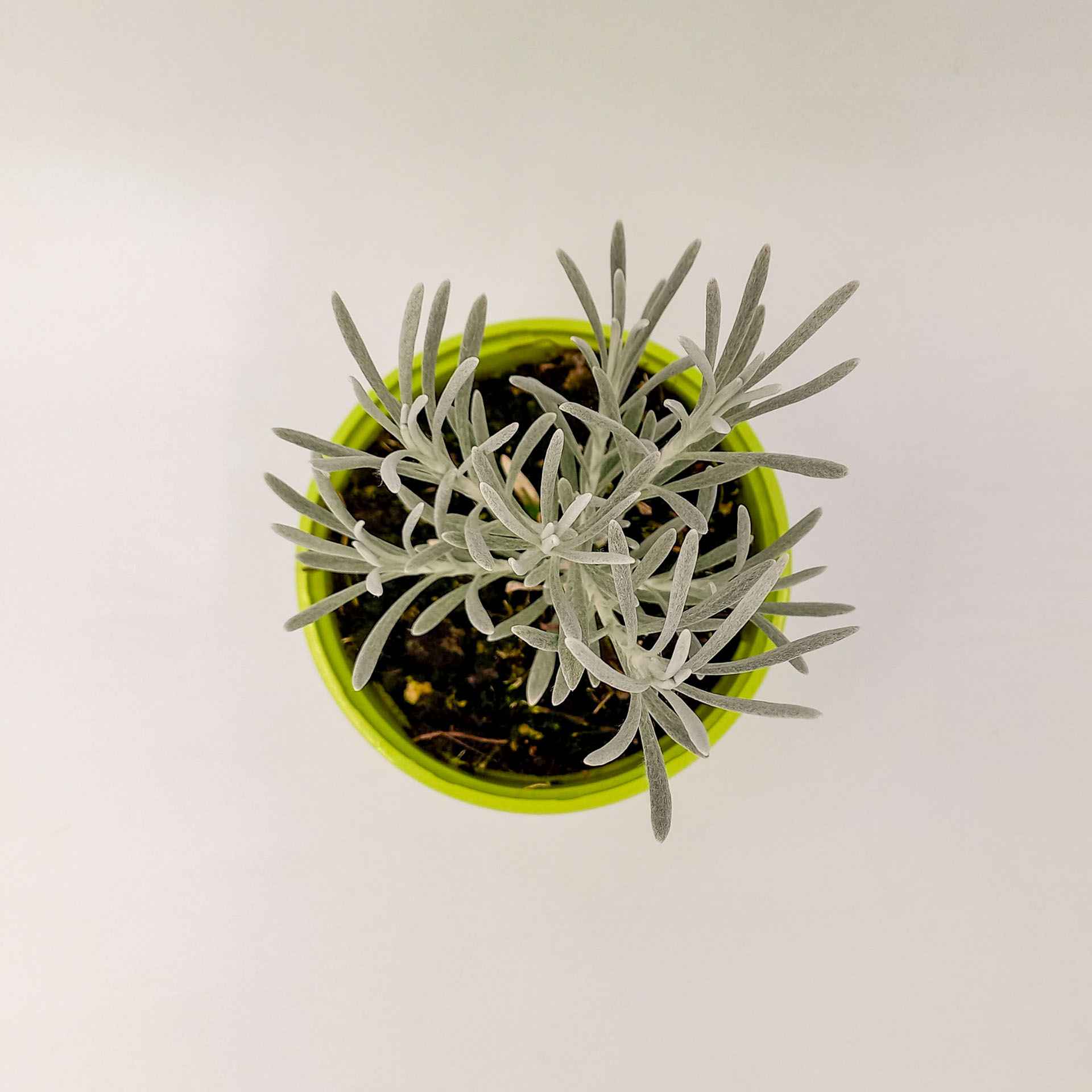 Strohblume Weißes Wunder Schnee-Currykraut genannt winterharte Staude