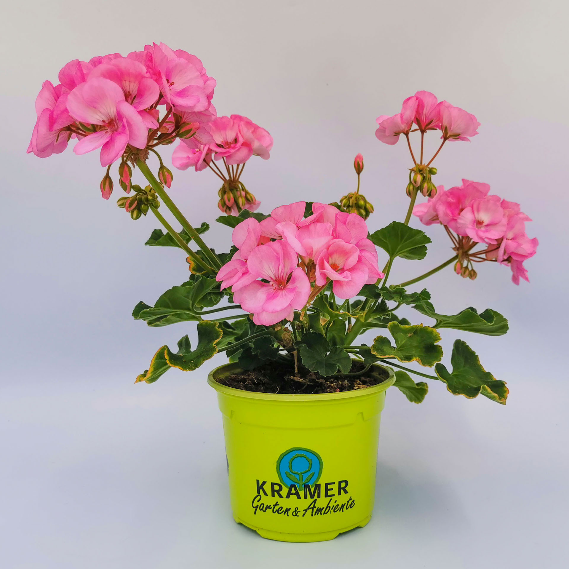 blühende Geranie Emilia im Pflanztopf