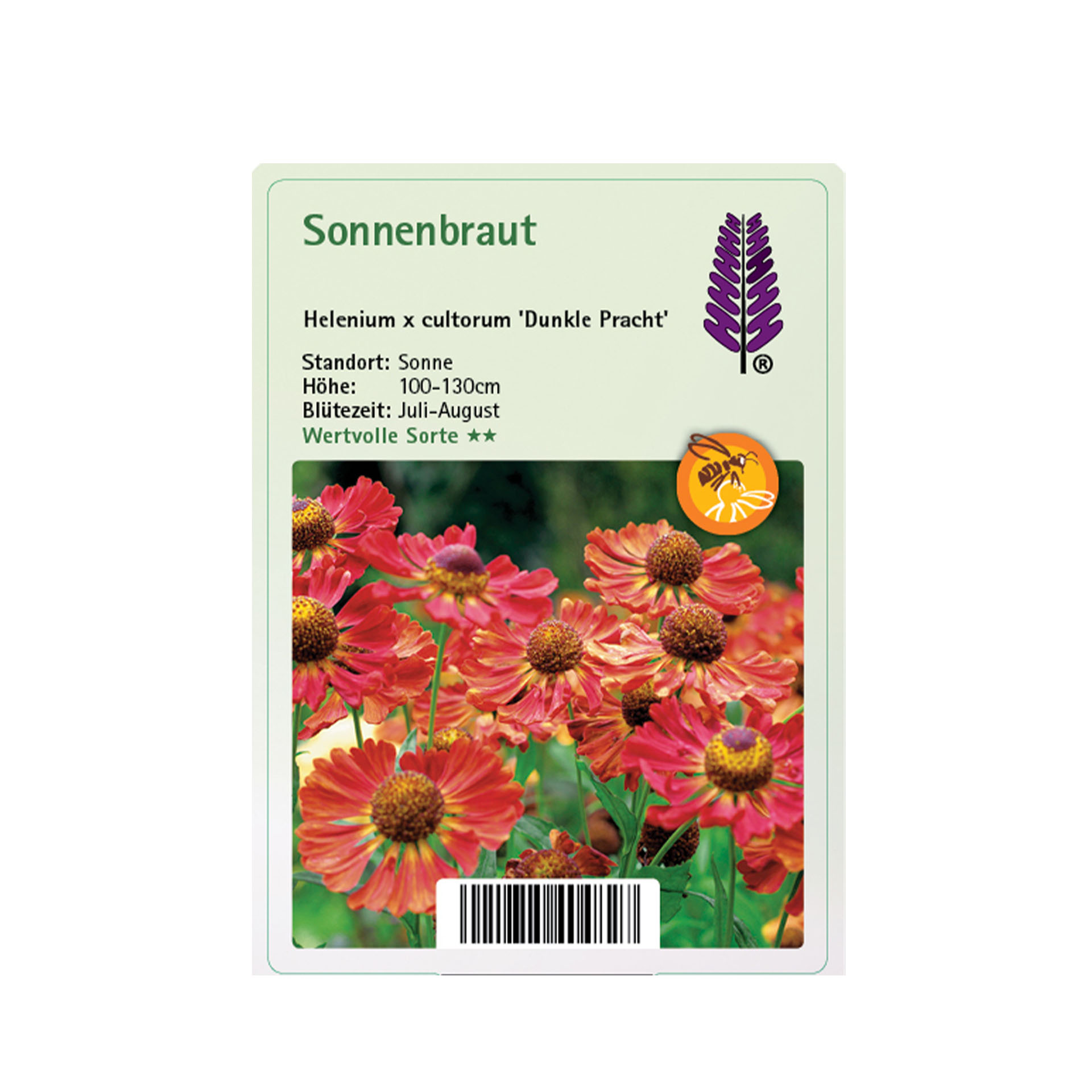 Sonnenbraut - Helenium cultorum 'Dunkle Pracht', 11cm Topf